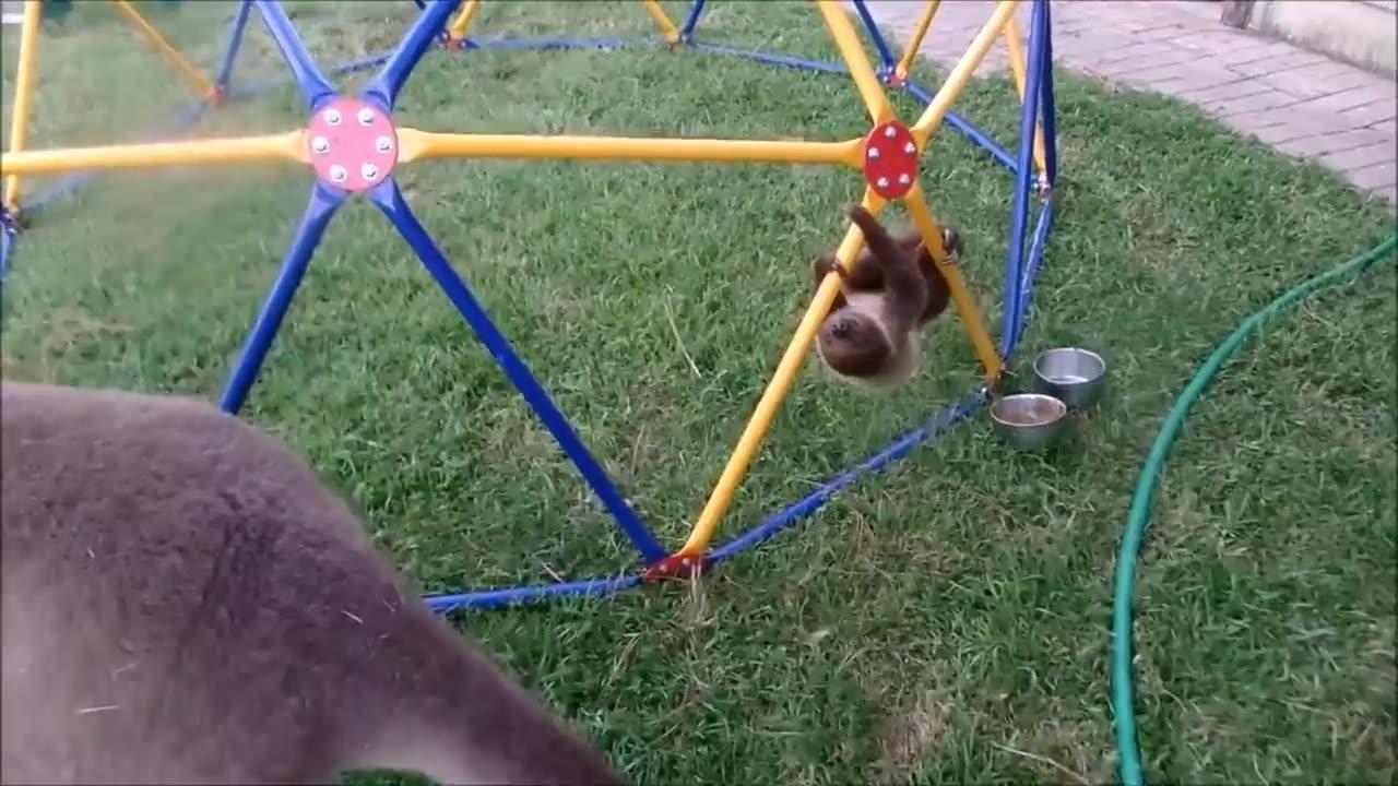 Baby sloths being sloths- Funniest complilation
