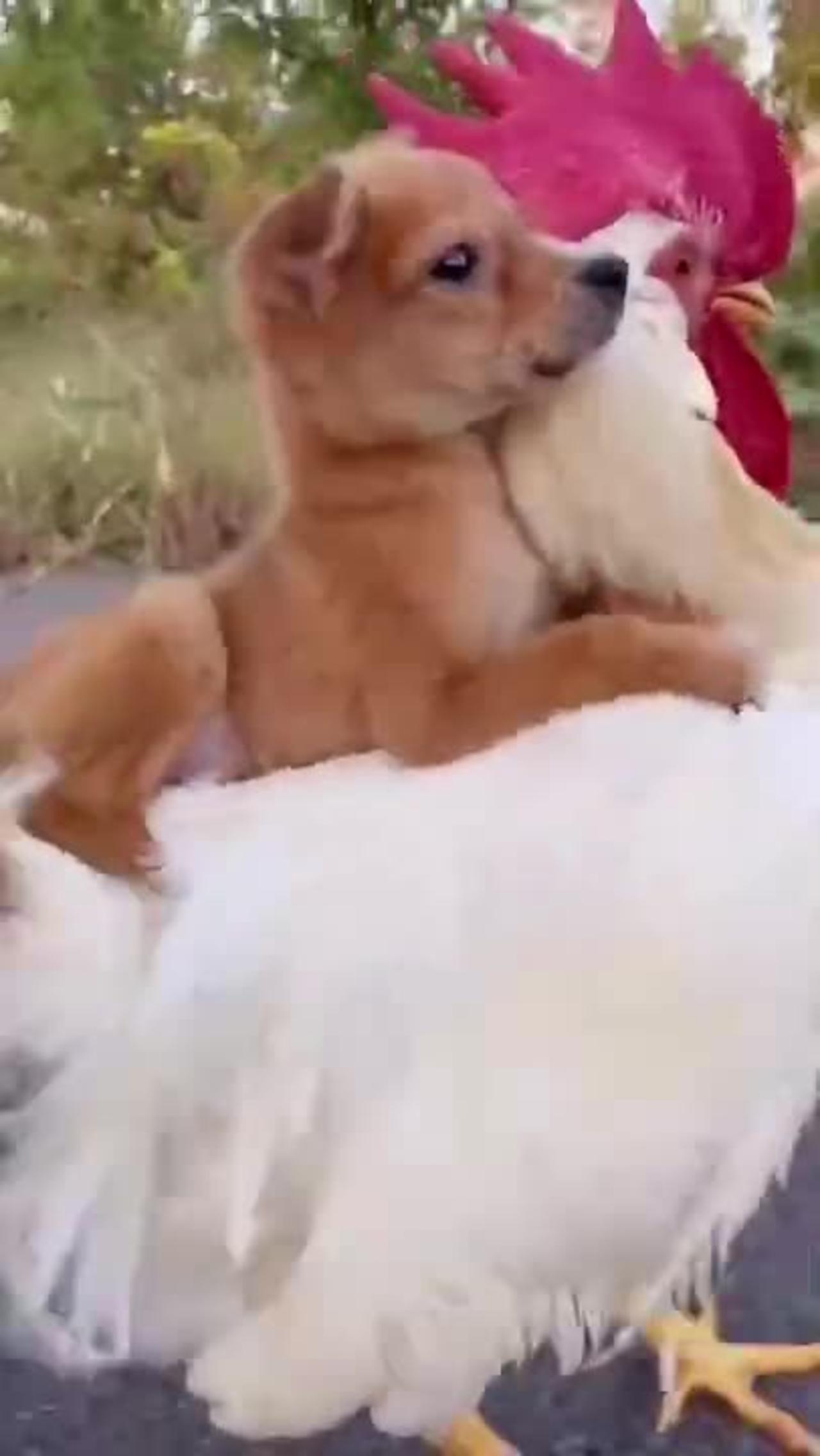 Baby Dogs Cute And Funny Dog Videos рџґ One News Page Video Baby Dogs Cute And Funny Dog Videos рџґ One News Page Video