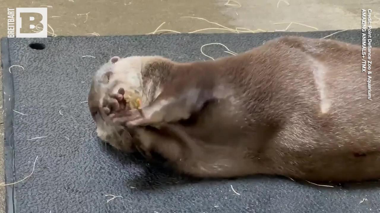 Playful Javin the Otter Shows Off Food Juggling Skills