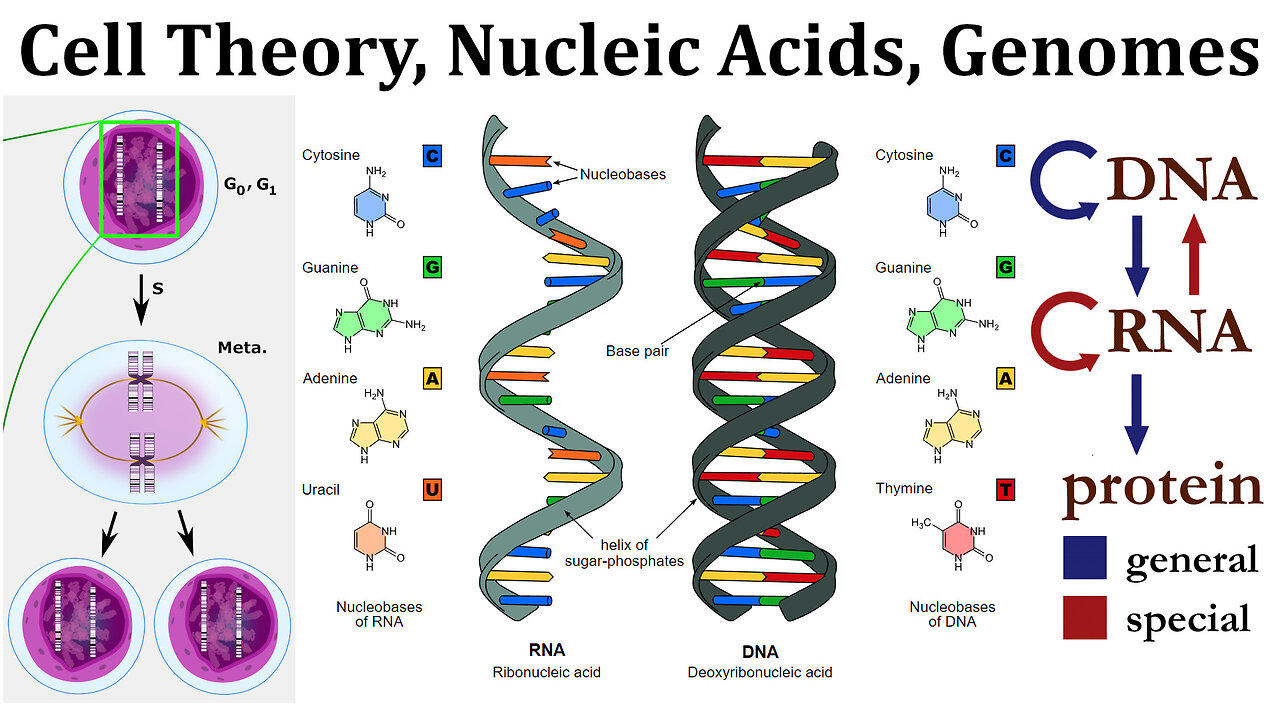 Overview of Nucleic Acids, Genomes, Cell Theory, One News Page VIDEO