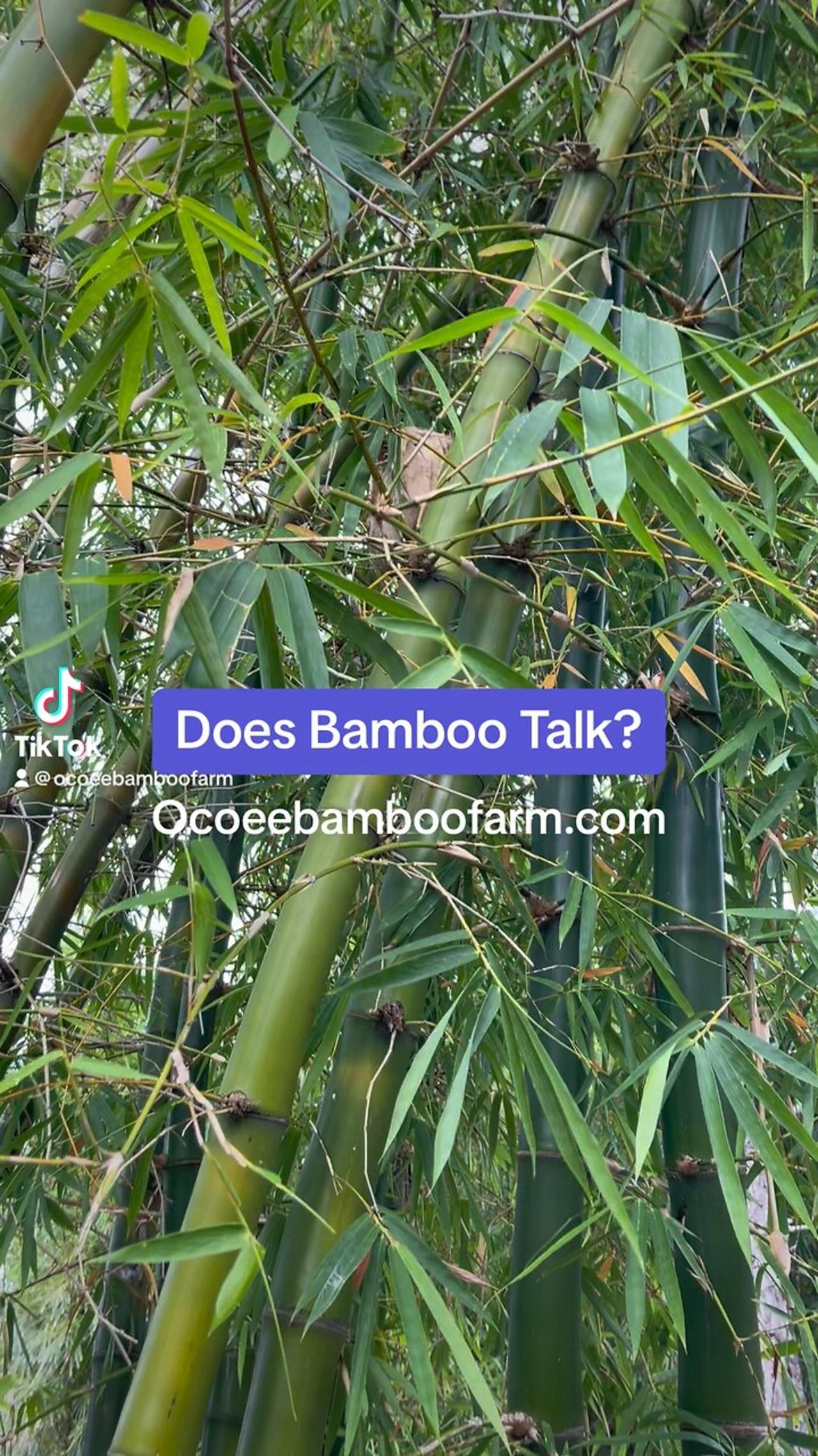 Does Banboo Make Noise? Learn More Ocoee Bamboo One News Page VIDEO