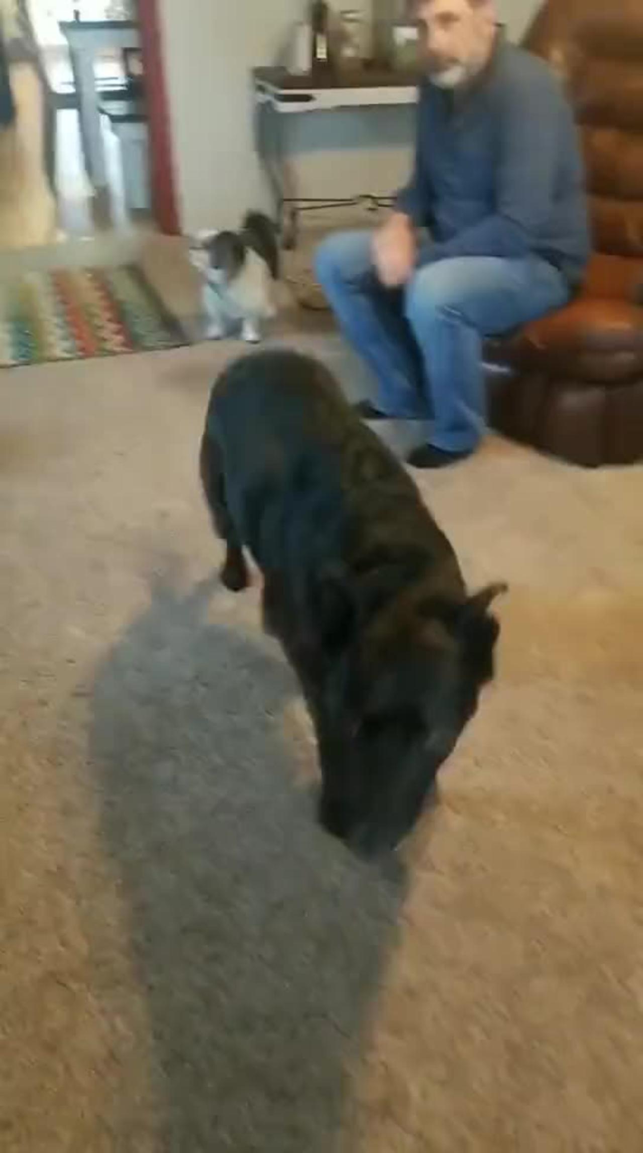 Dogs attack their owner when they find THIS out One News Page VIDEO