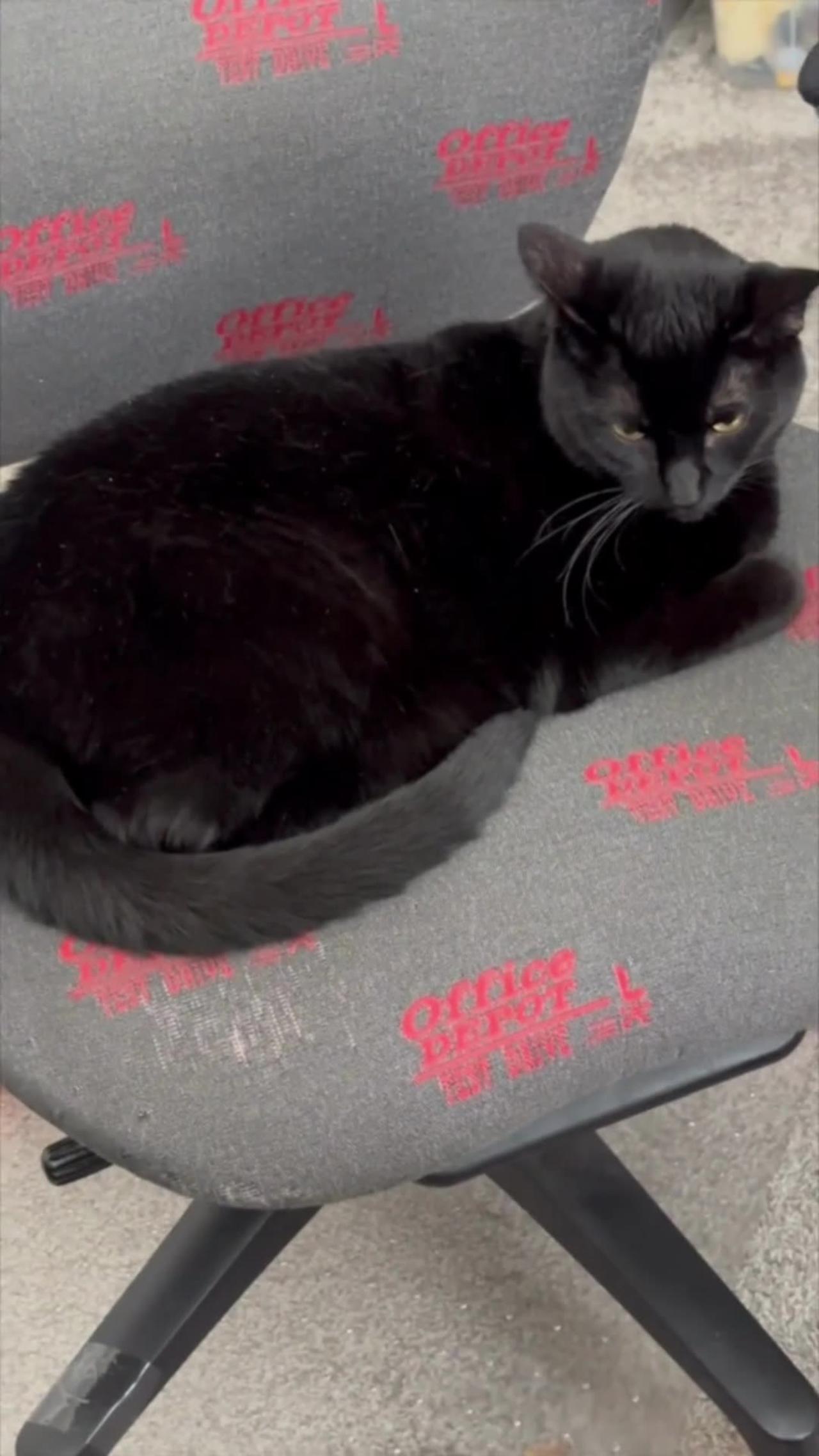 Adopting a Cat from a Shelter Vlog - Cute Precious Piper Smiles with Her Tail #shorts