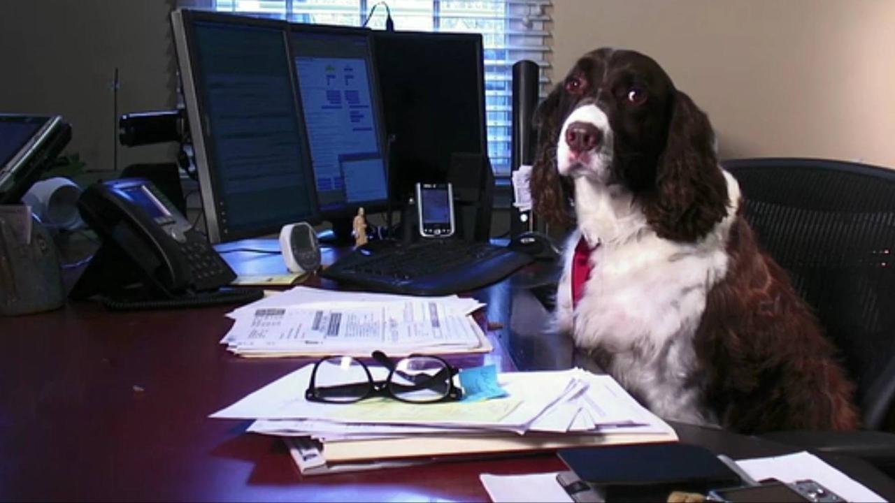 Common-Sense Tips for a Smooth 'Take Your Dog to Work Day'