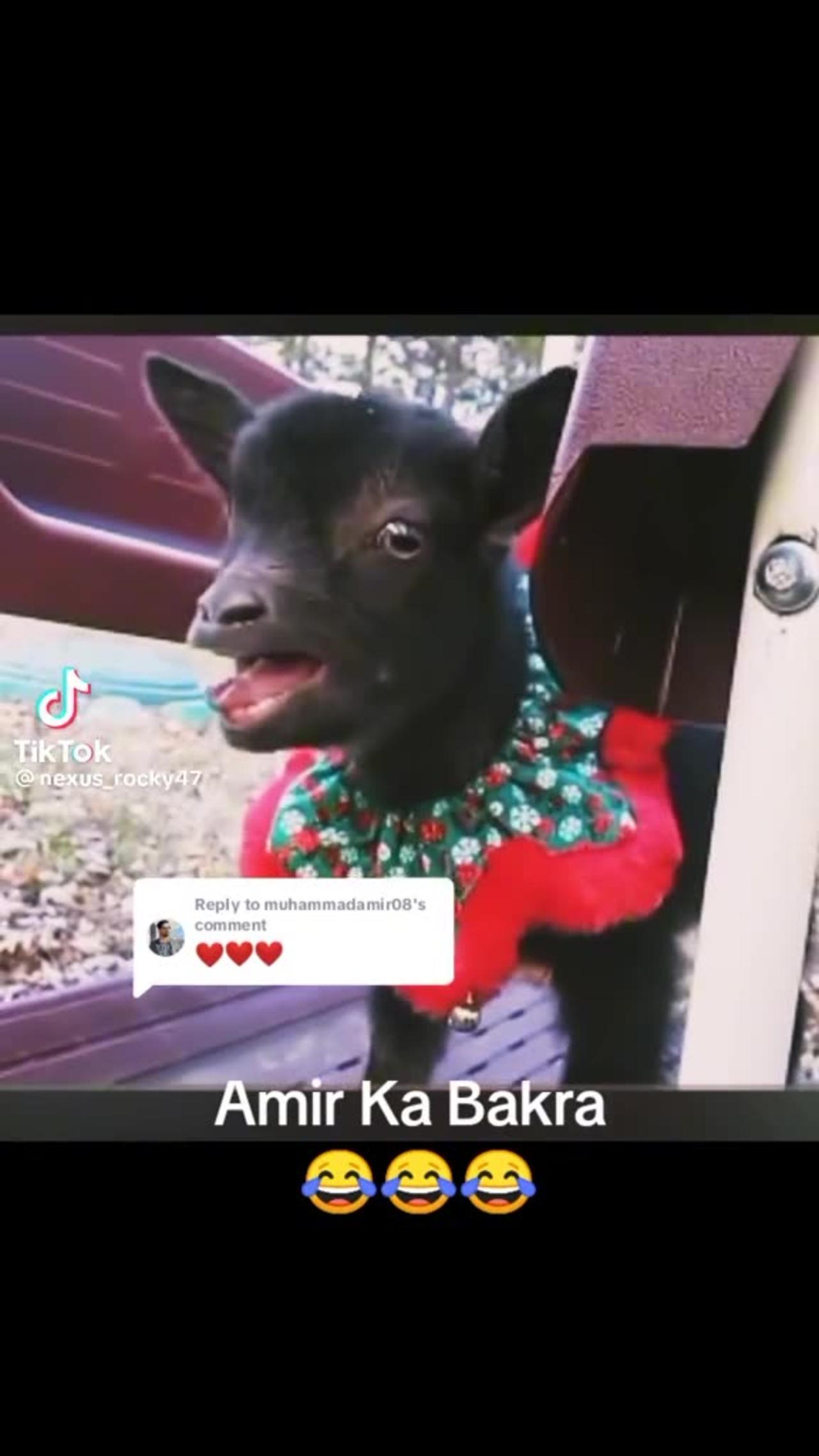 Bakra - One News Page VIDEO