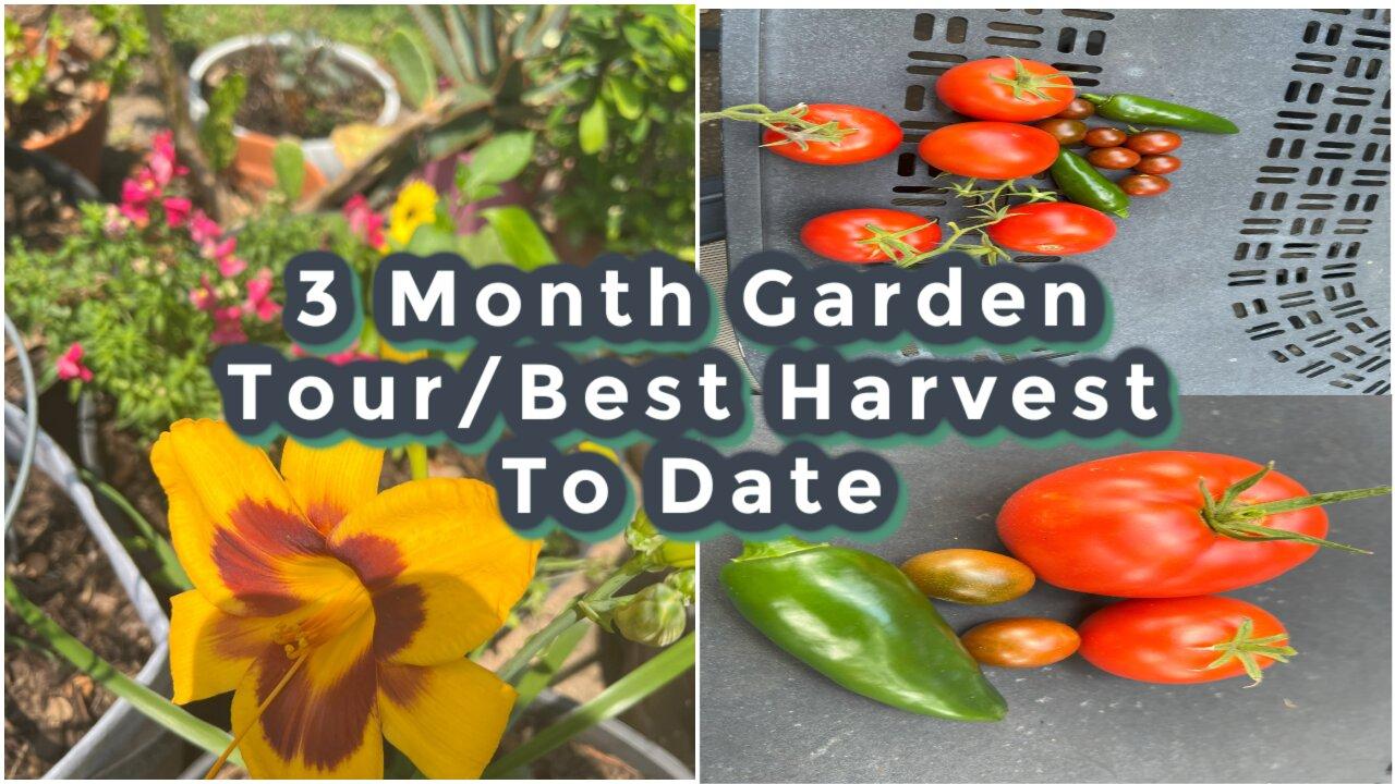 3 Month Garden Update/Best Vegetable Harvest Yet/Green Bean/Jalapeno/Tomato/Day Lillies/Lizard/Texas
