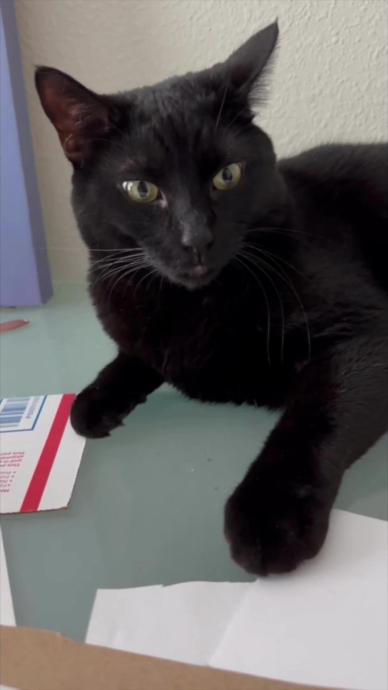 Adopting a Cat from a Shelter Vlog - Cute Precious Piper Demonstrates Her Neck Exercises #shorts