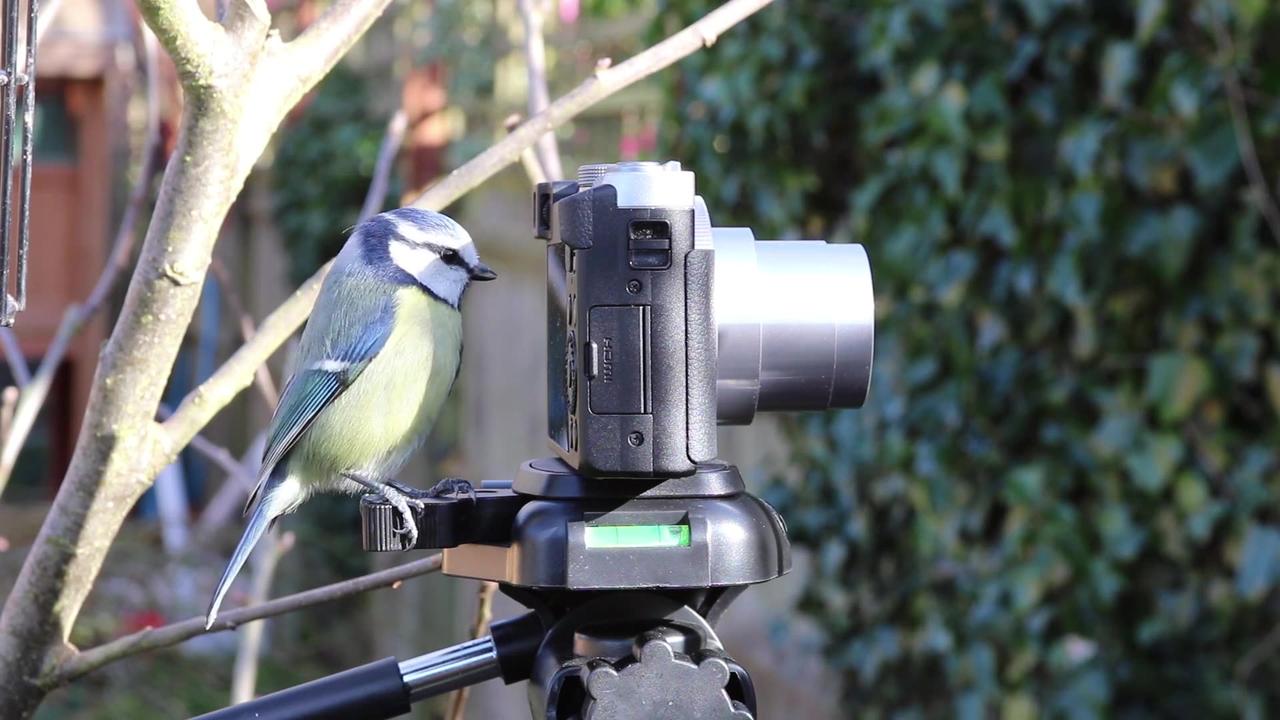 Curious Little Bird Looking at a Camera