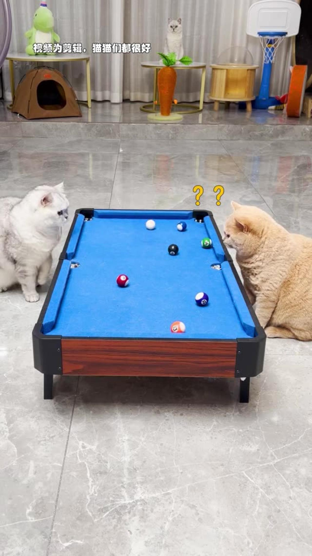 Two cats play pool game with fun 😍😅😆 One News Page VIDEO