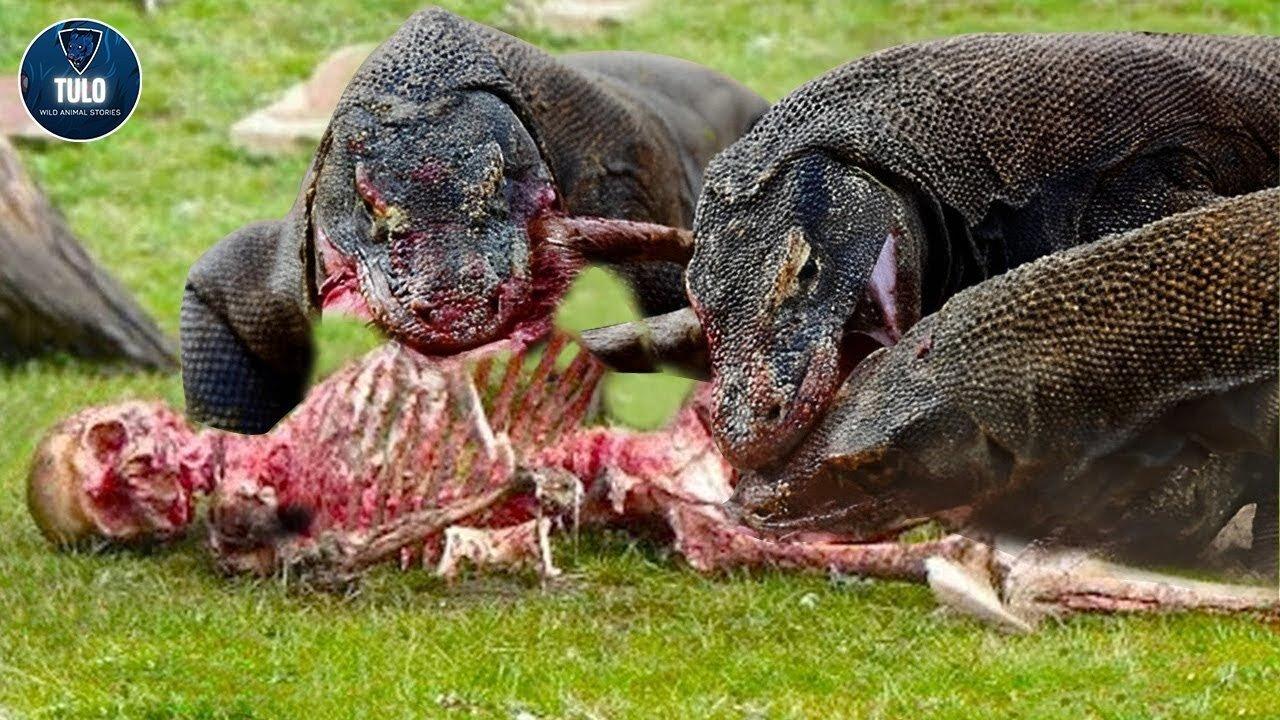 30 Horrible Moments Ever! Ever! Komodo Dragon Kills And Eating Human  Wild Animal Stories