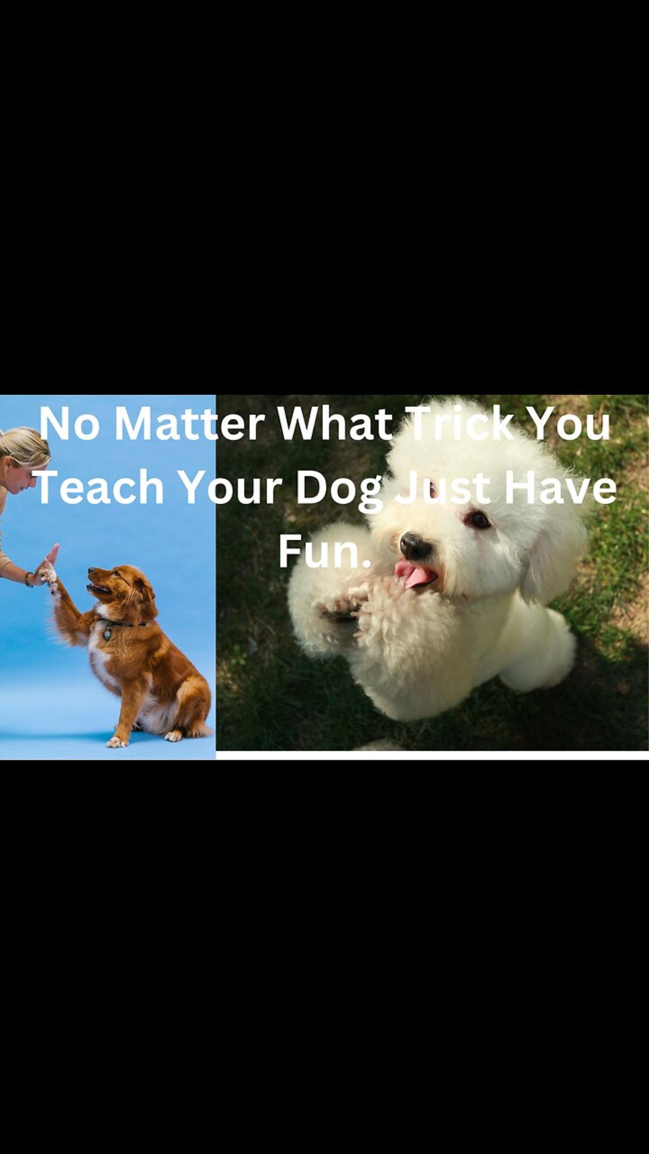 teach your dog fun tricks!