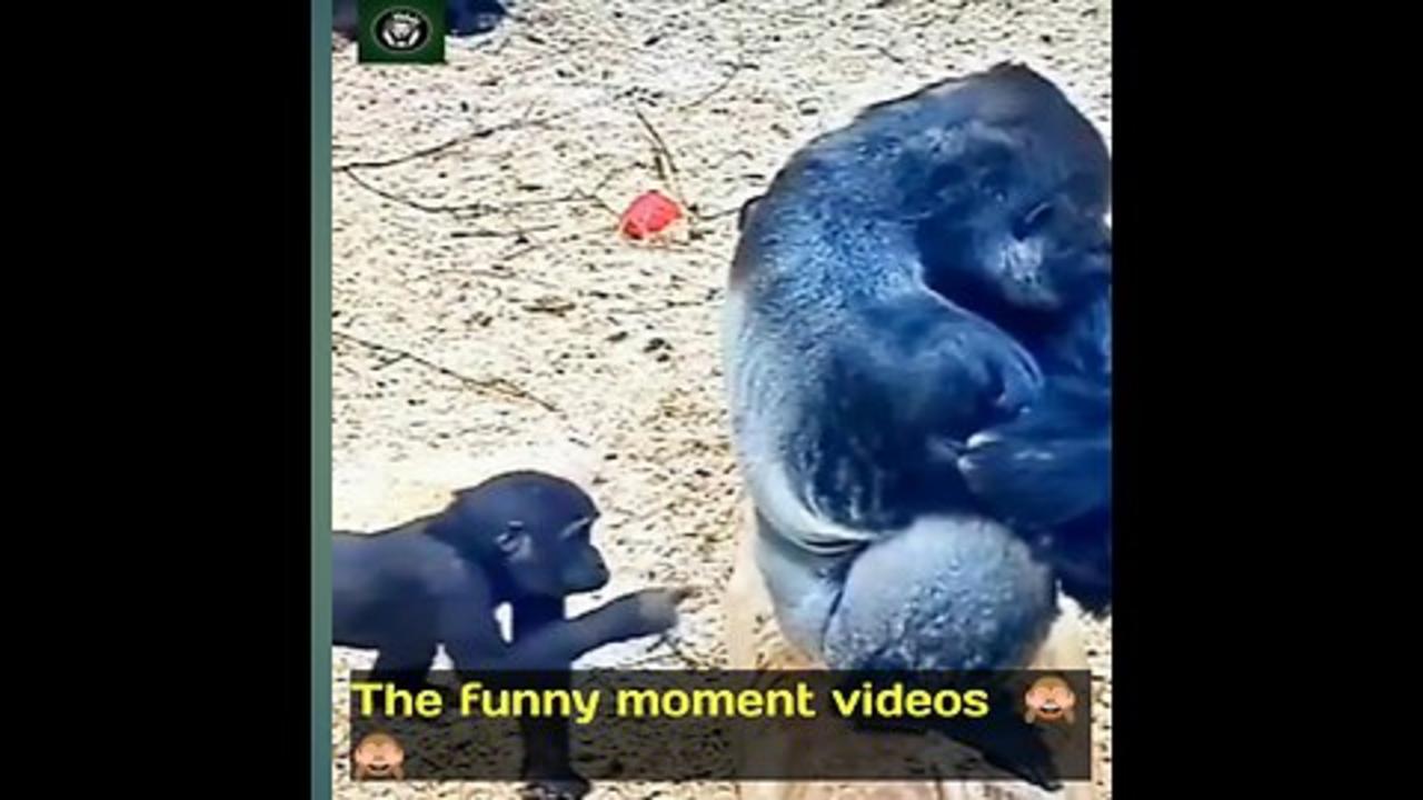Monkey King funny videos
