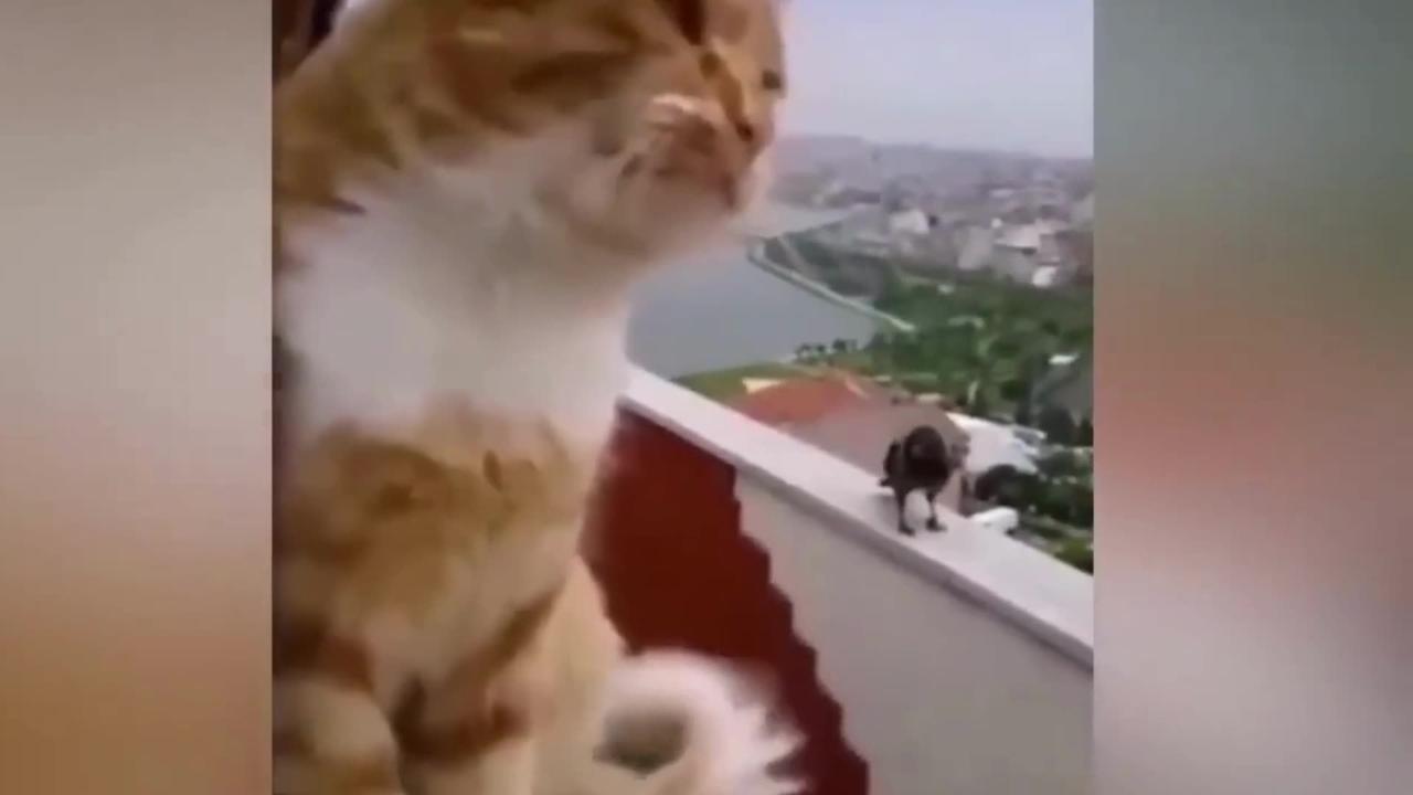 This cat and dog comedy video is hilarious and never gets old.