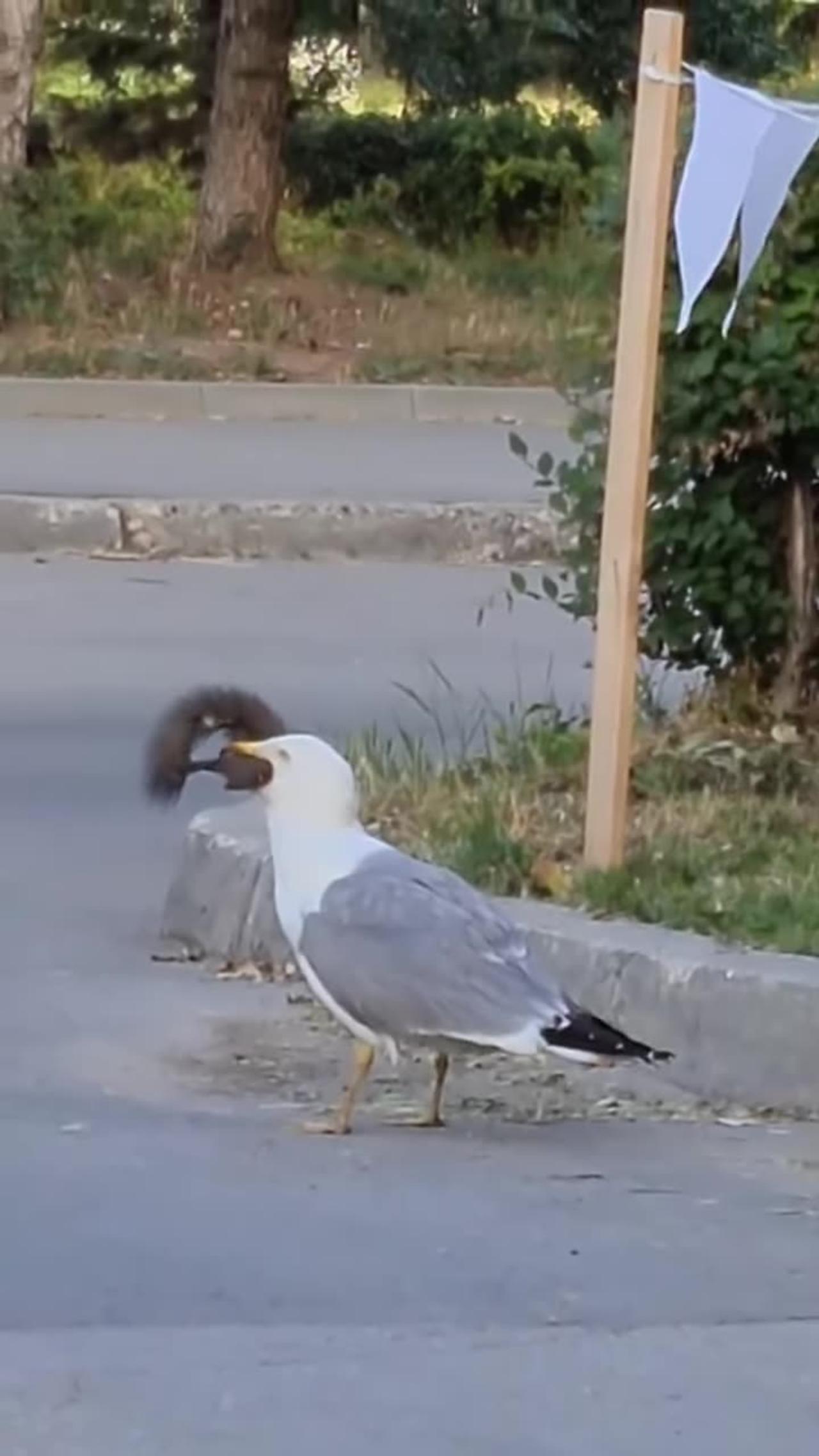 SEAGULL SWALLOWS SQUIRREL WHOLE - One News Page VIDEO