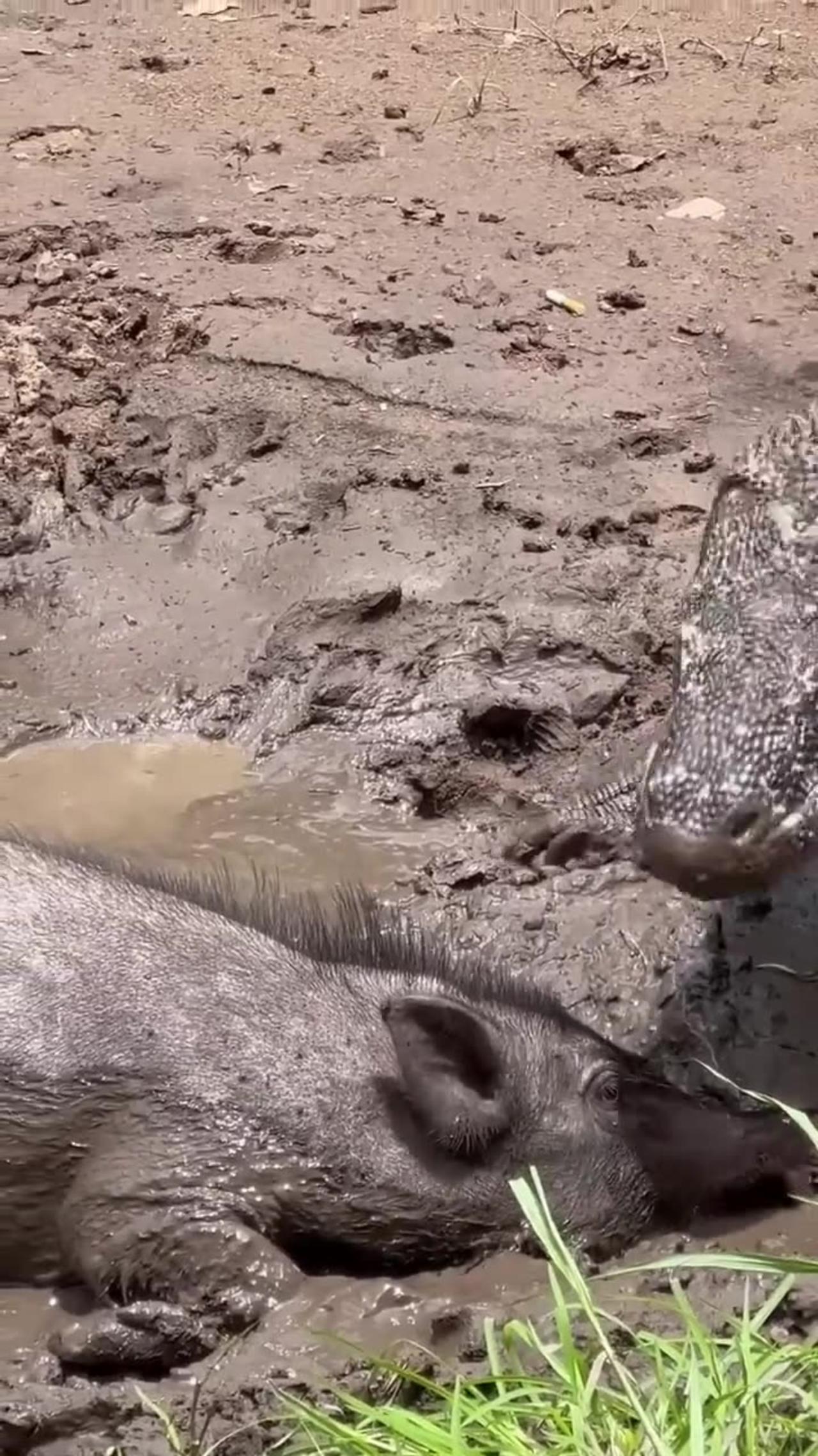 Wild boar against Komodo Dragon