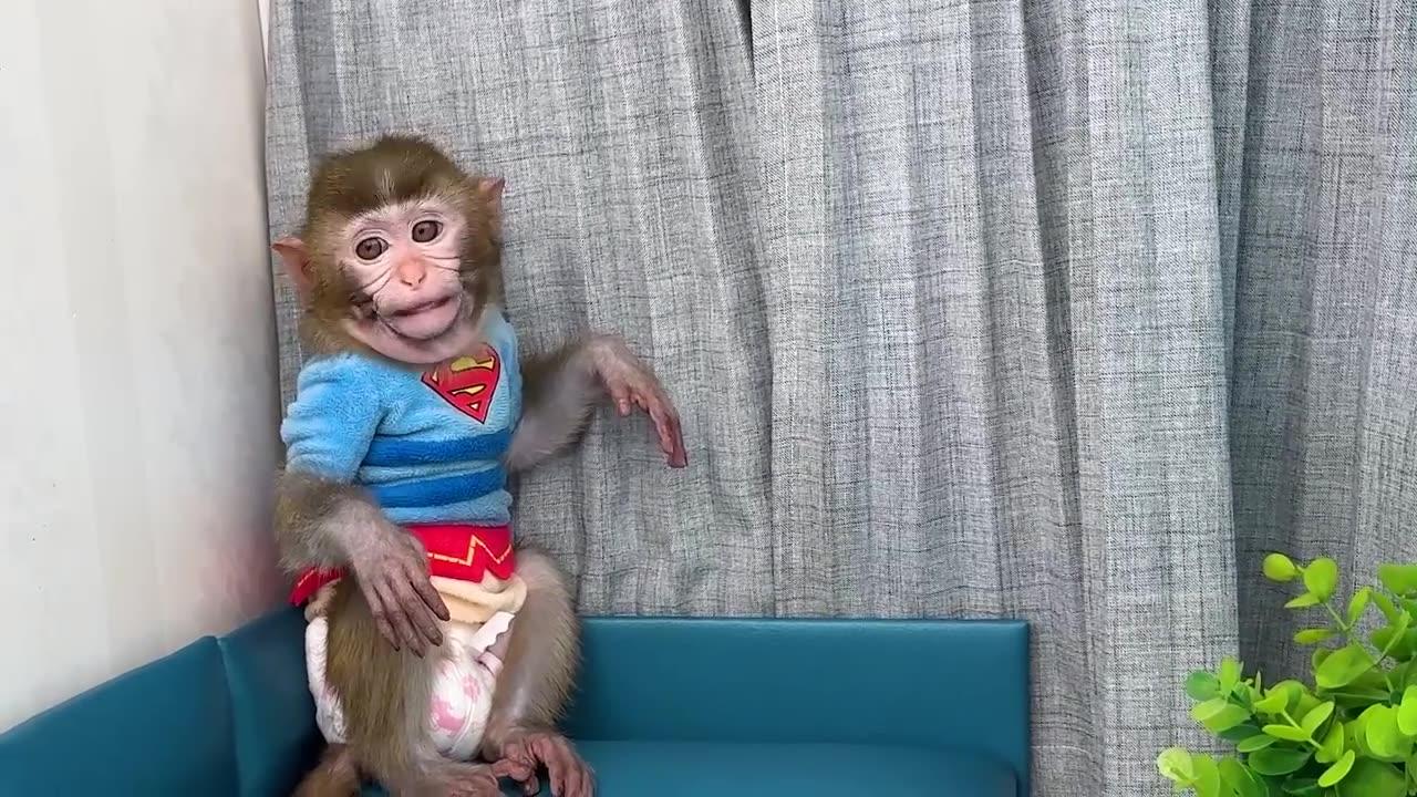 Monkey Baby Bon Bon moves info new house and plays toy car with puppy so funny