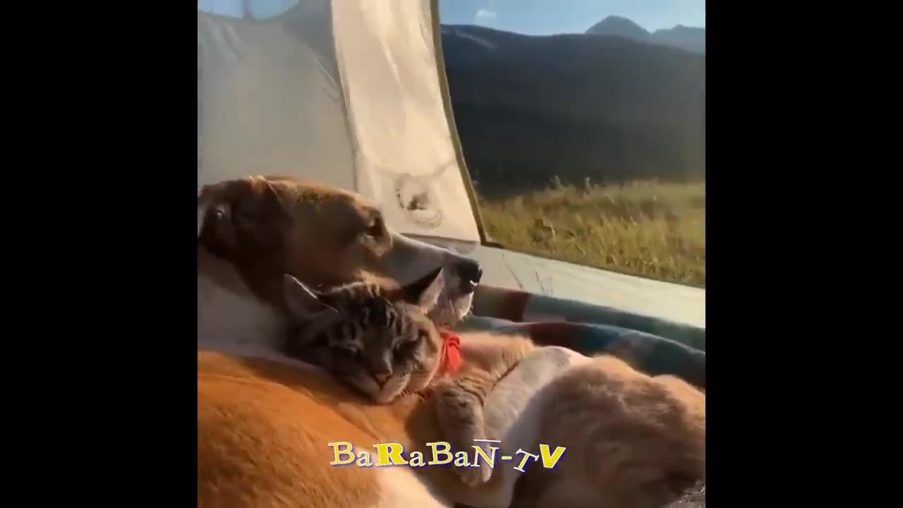 I am the boss! 🐈 Videos of funny cats and dogs for a good mood
