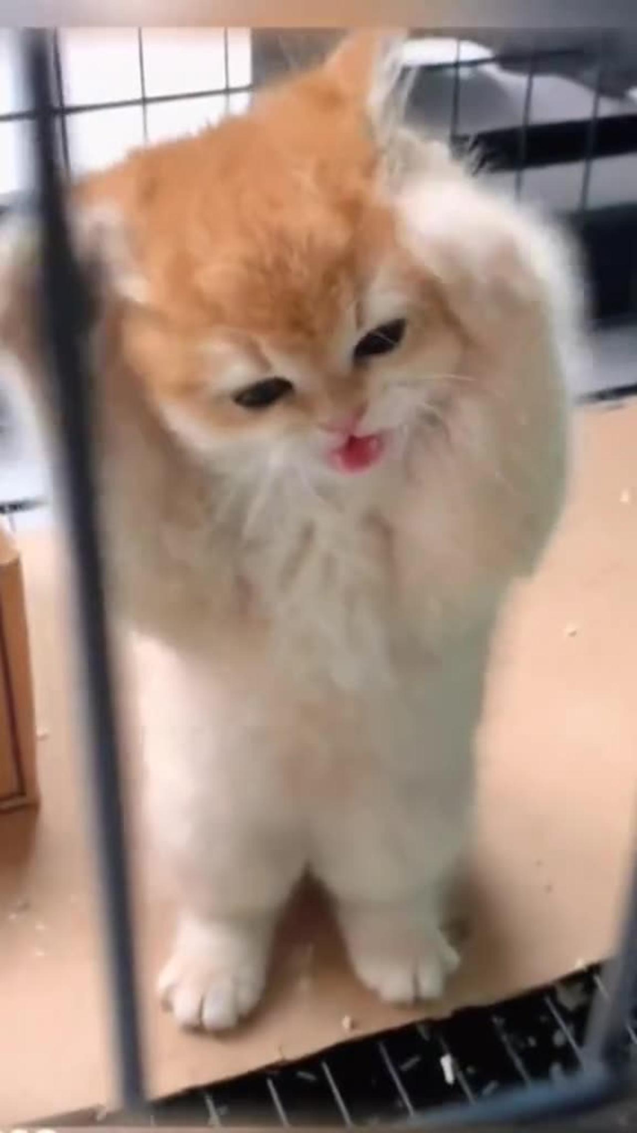 "Enchanting Elegance: The Stunning Beauty of a Cute Cat"