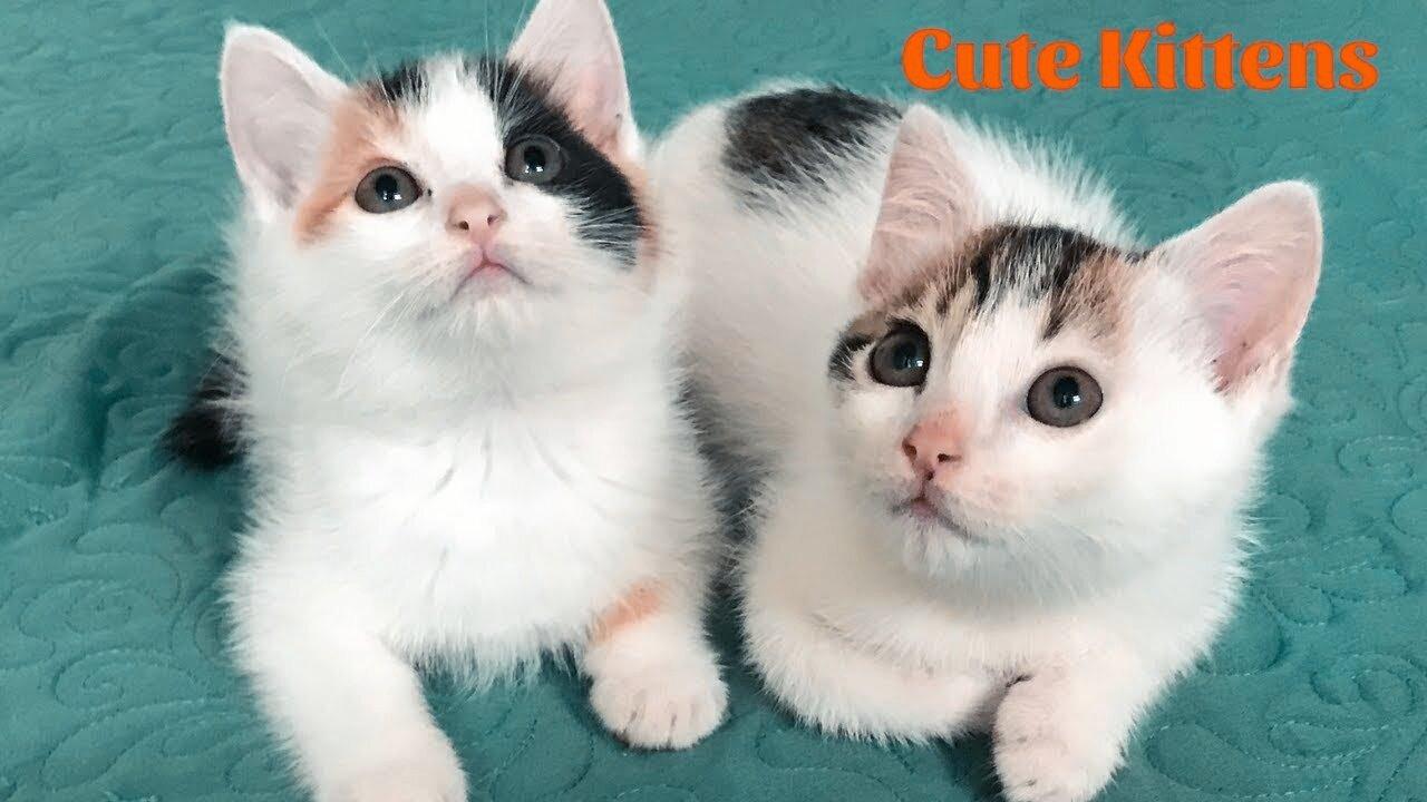 Cute Kittens - Funny and Cute Cat Videos Compilation 2023 #11
