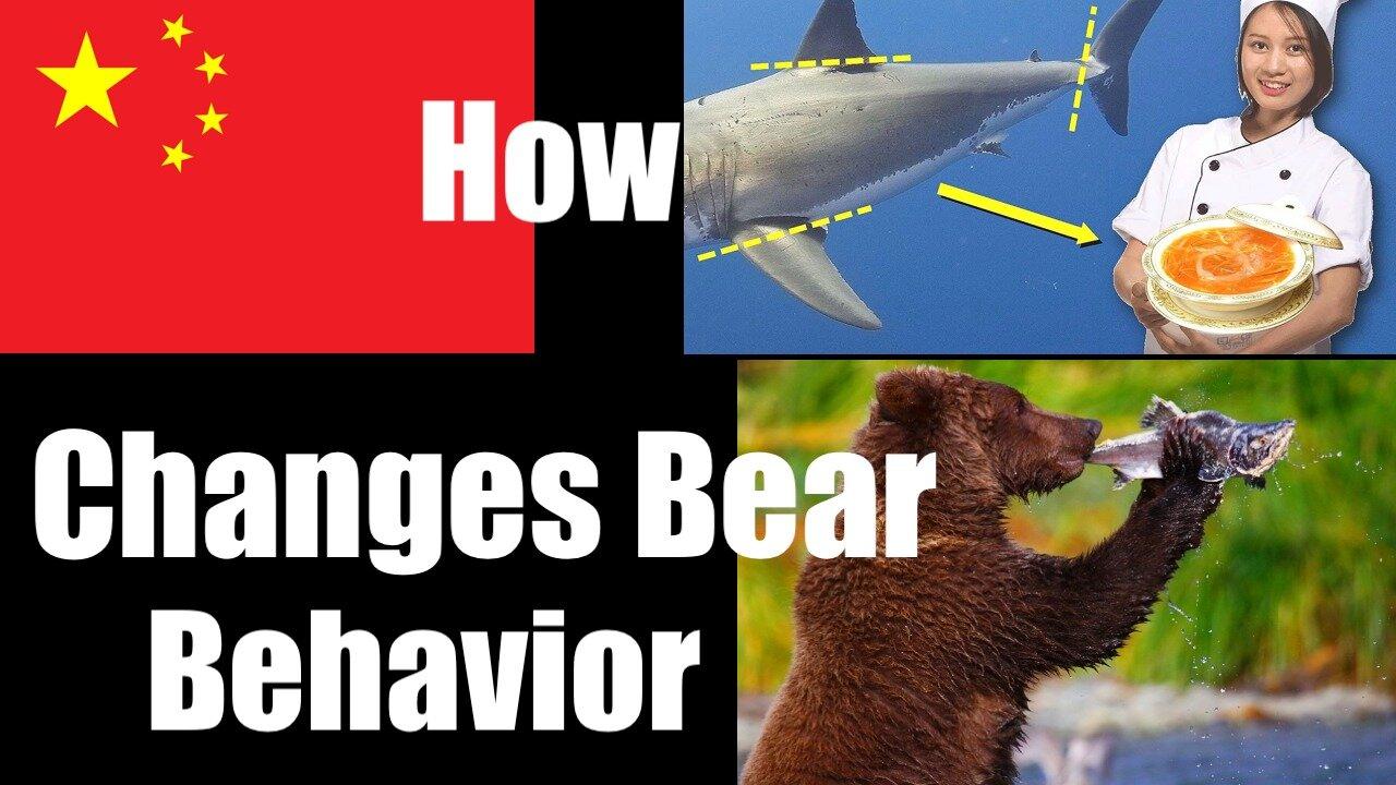 How Chinese Shark Fin Soup Changes Behavior of Alaskan Bears
