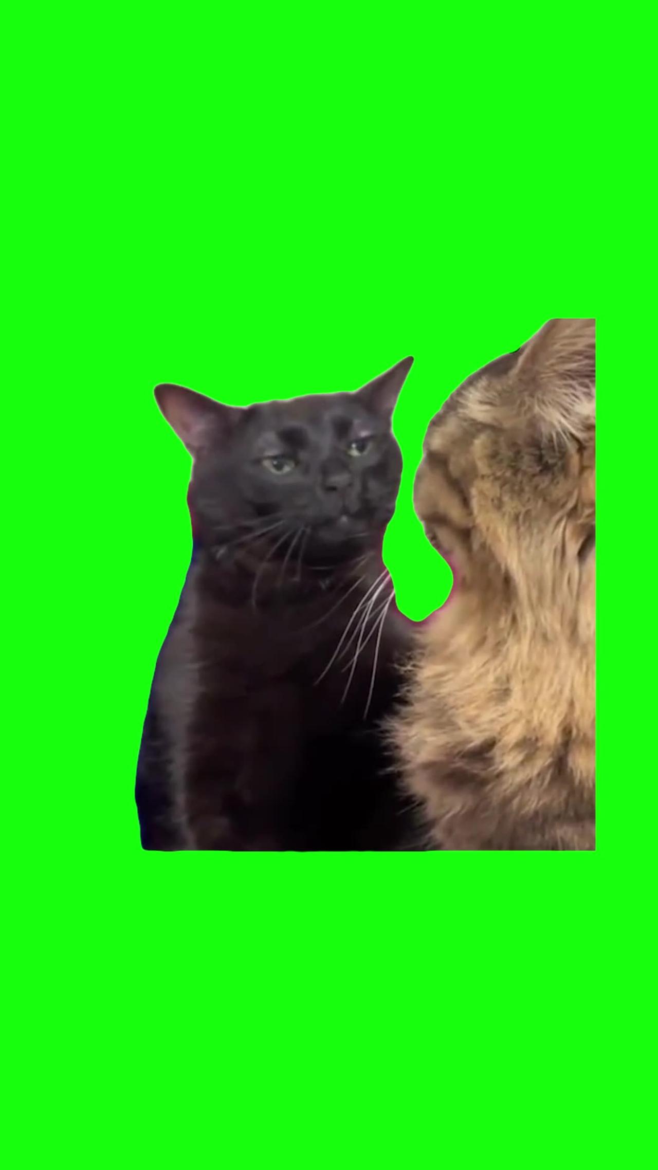 Black Cat Zoning Out | Green Screen