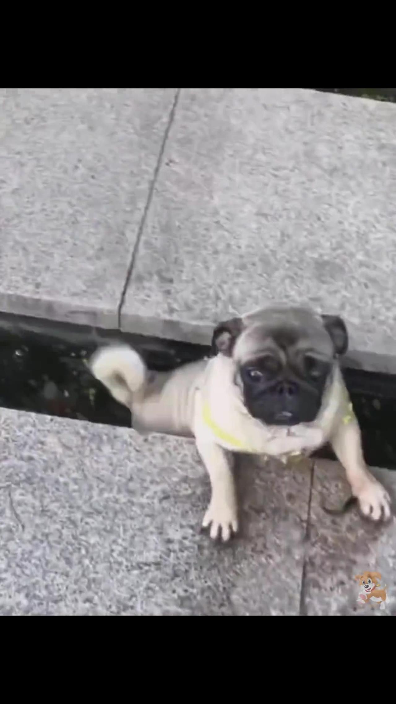Cute and Adorable Dog Videos: These Puppies Will Melt Your Heart