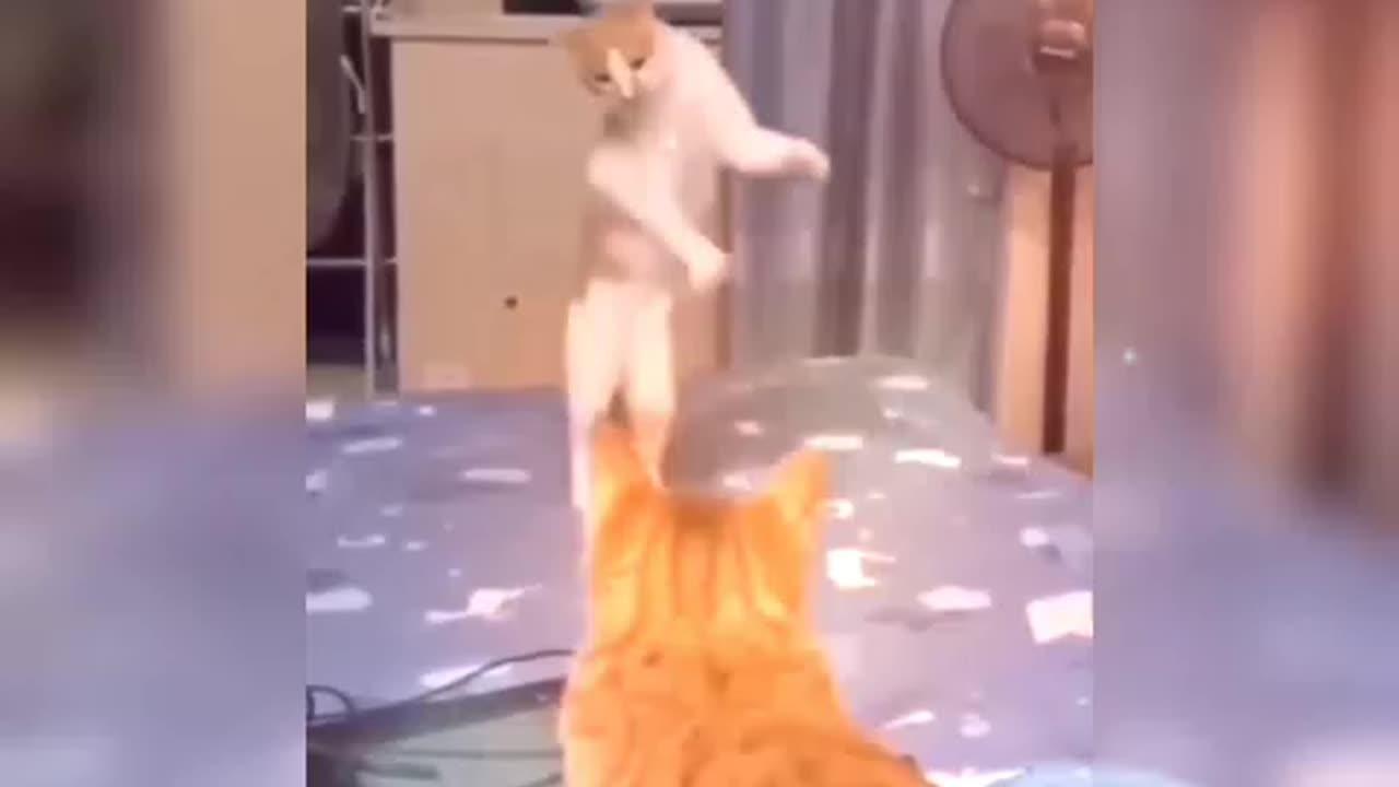 Cat dancer