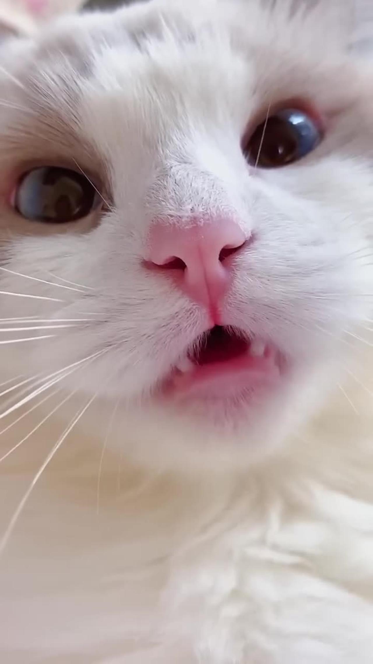 Cat Video ❤️❤️