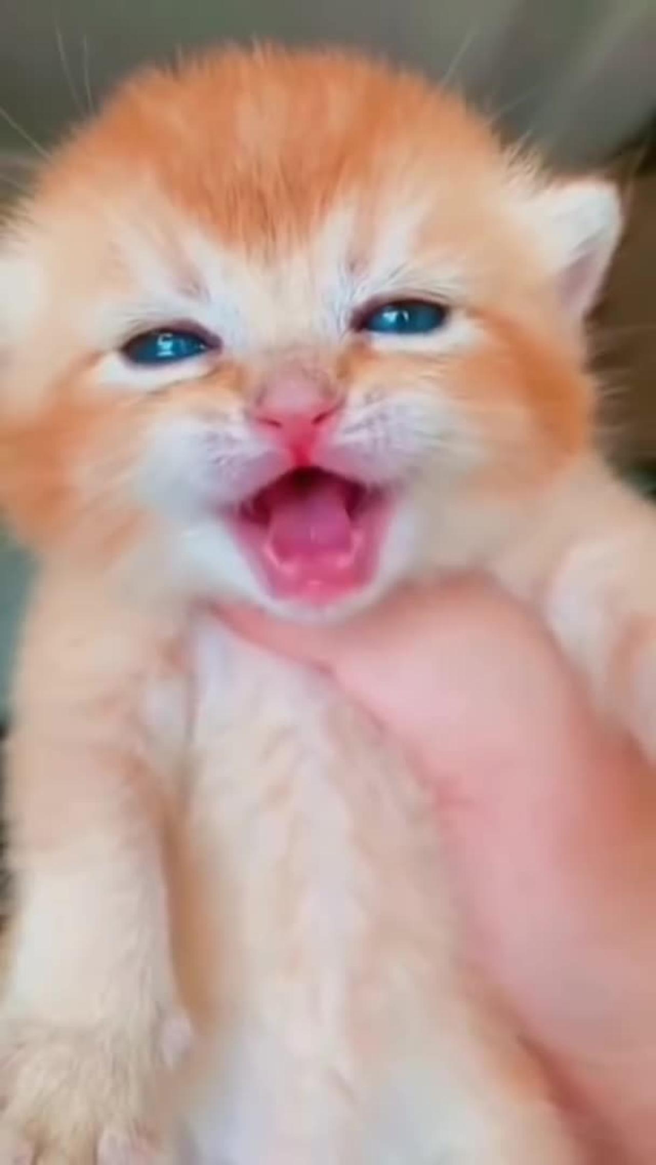 cat meme & kitten ( tik tok video ] - funny cats meow baby cute compilation