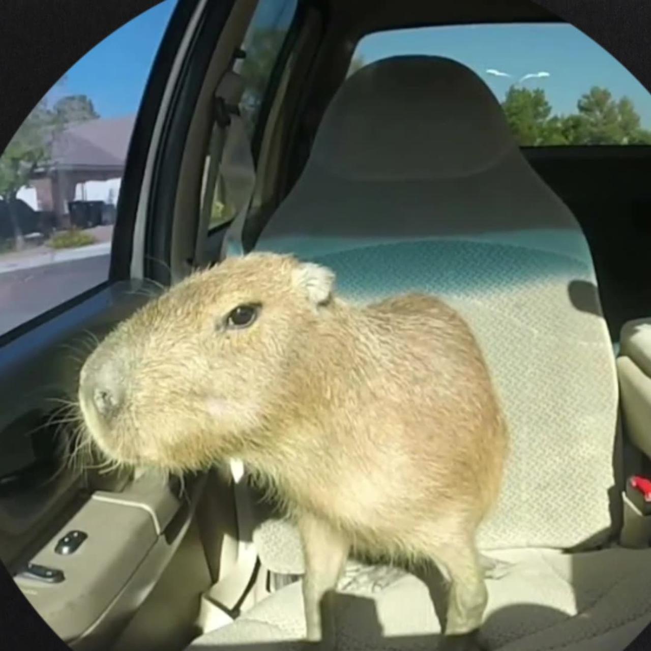 Pipi und kaki, pipi kaka land meme song. Cute wild Capybara animal, eating food, cute mouth car poop pee