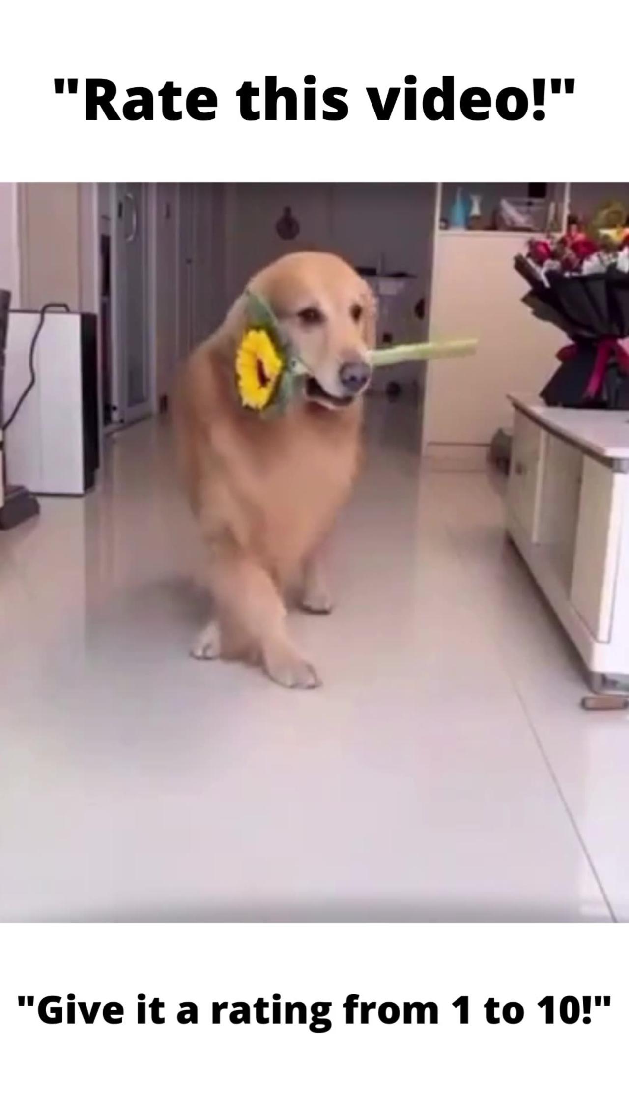 Seductive Serenade: Dog's Flower Power Dance of Love!