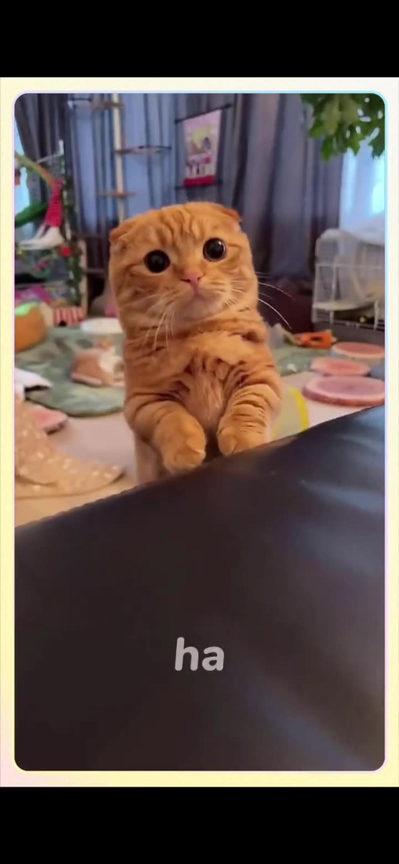Cute Cat Video | Watch These Adorable Furballs Melt Your Heart