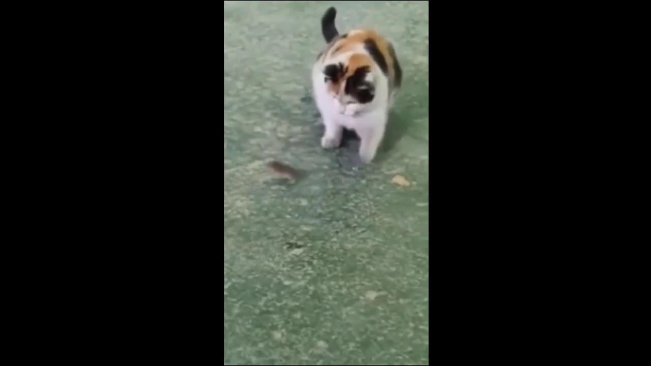 Funny animal videos 2023 - Funny cats/dogs