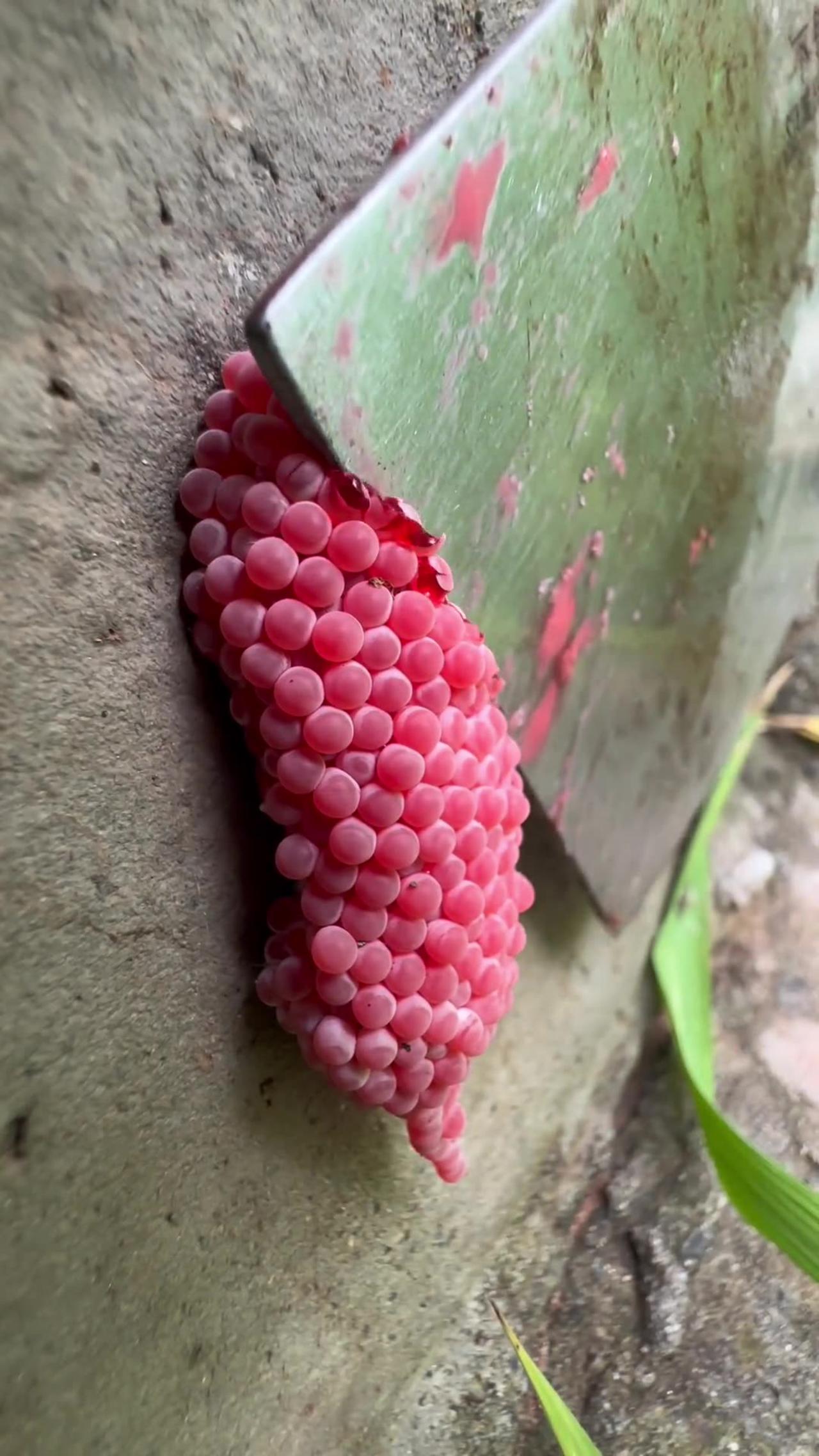 Smashing Red crystal beans #shorts #reels #viral #trending #funny