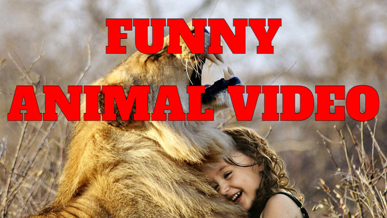 Funny animal videos  (Cute animal videos )Funny dog and cat videos