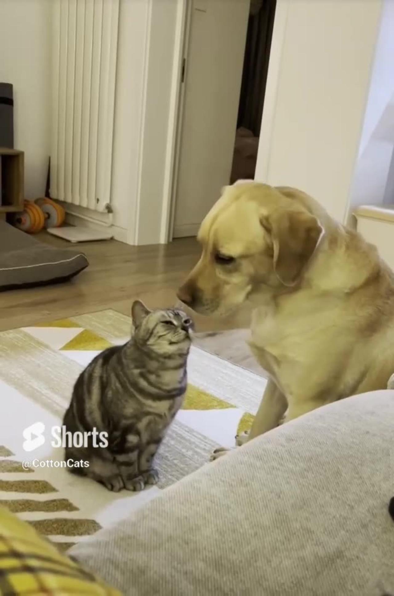 Dog trying to friendship with cat