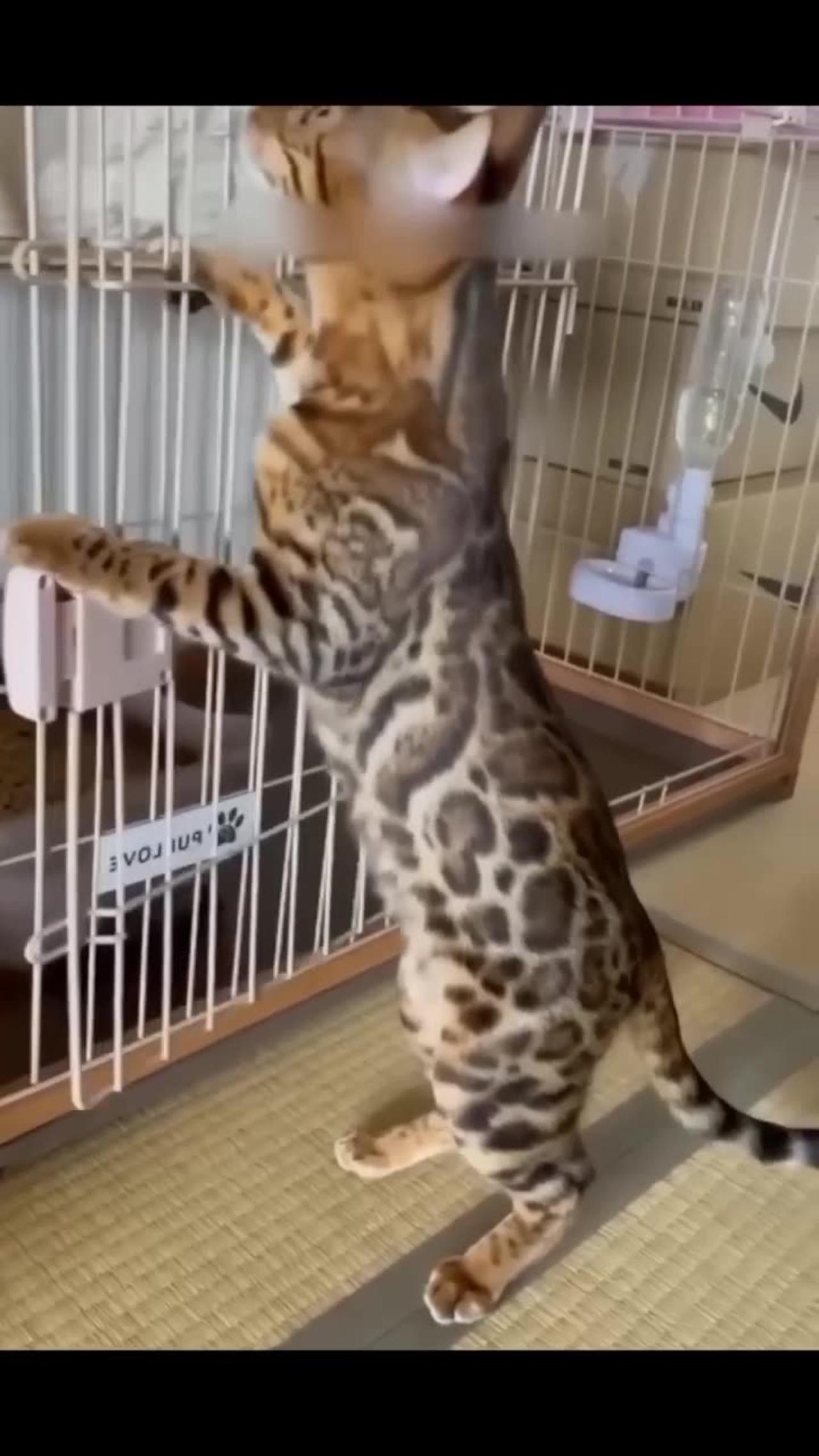 Funny animals video Best Funny  PART 7