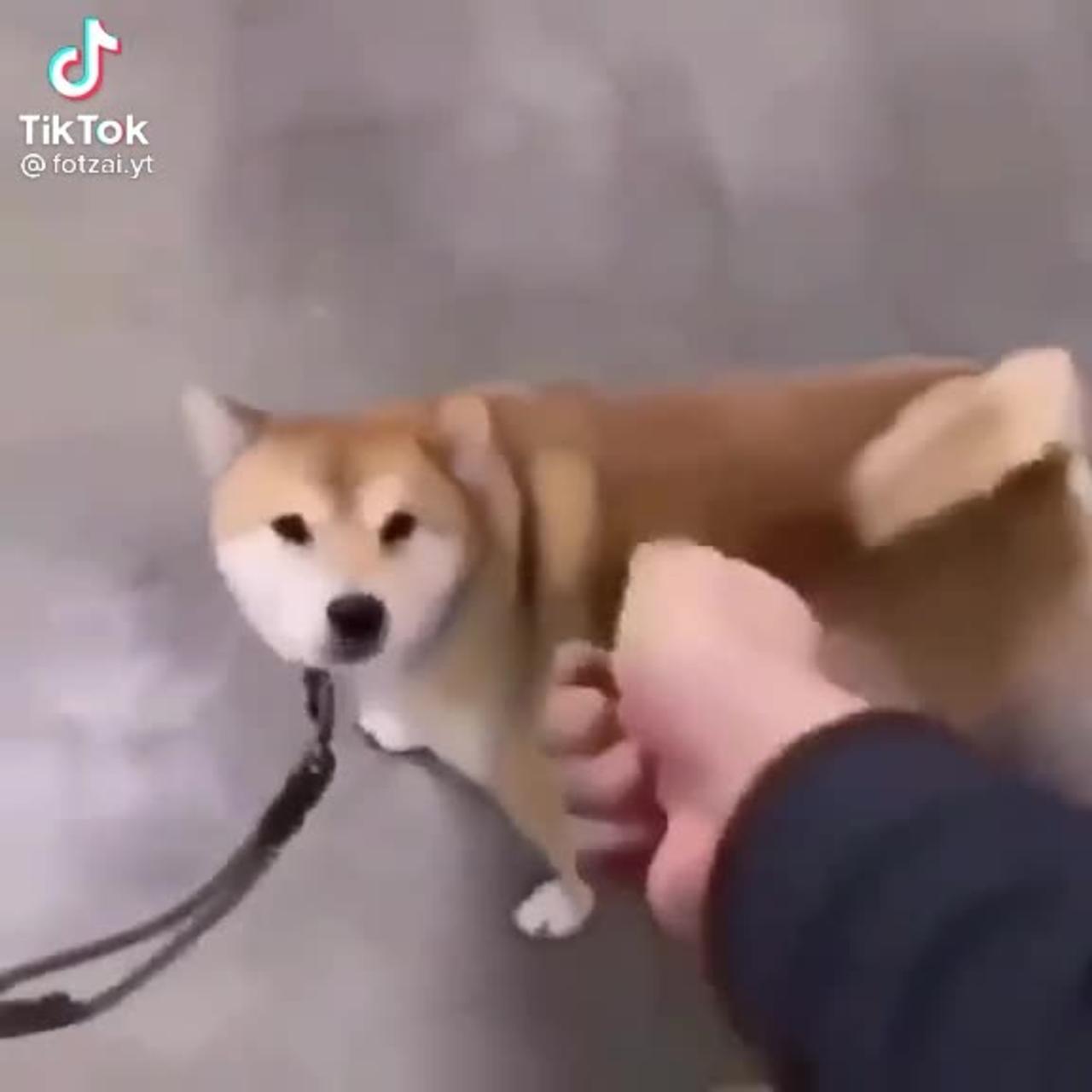 Technological revolution key-controlled dog 😯🫢
