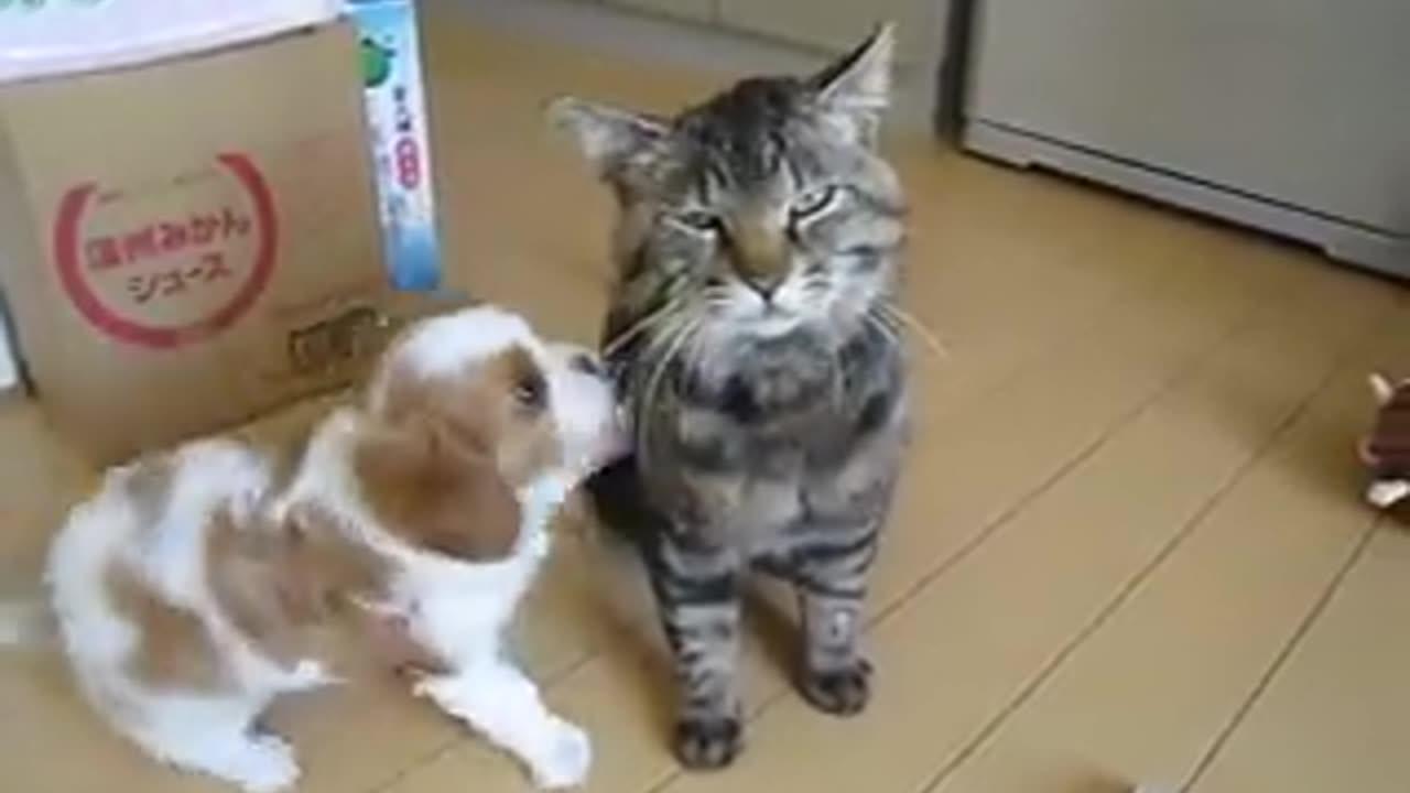 Cat and dog funny  video