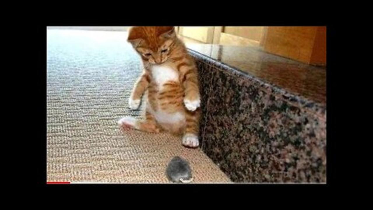 ТЕКУЩЕЕ ВИДЕО Funniest Animals 2023 😂 Funny Cats and Dogs Videos 😺🐶