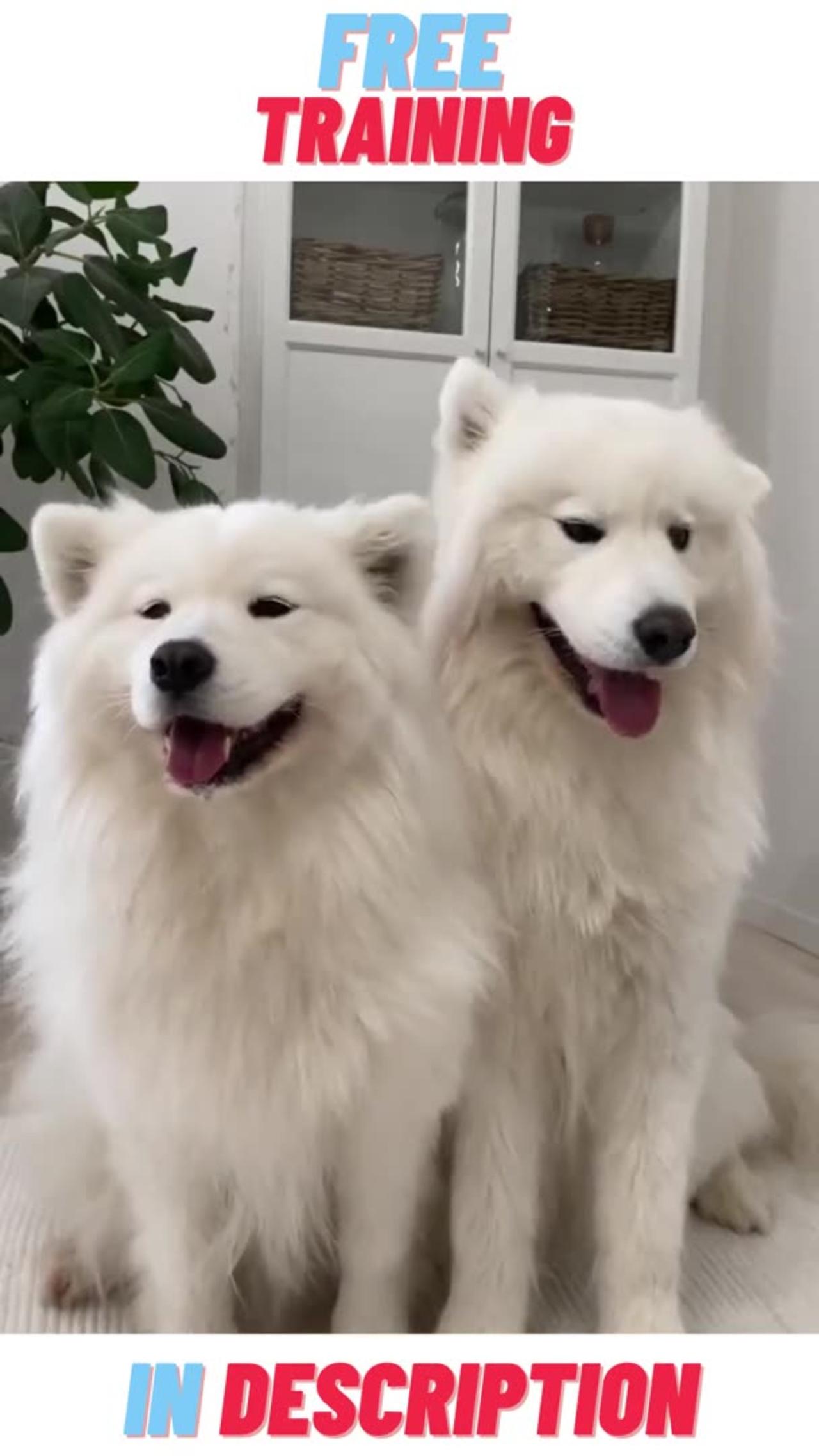 Funny Dogs