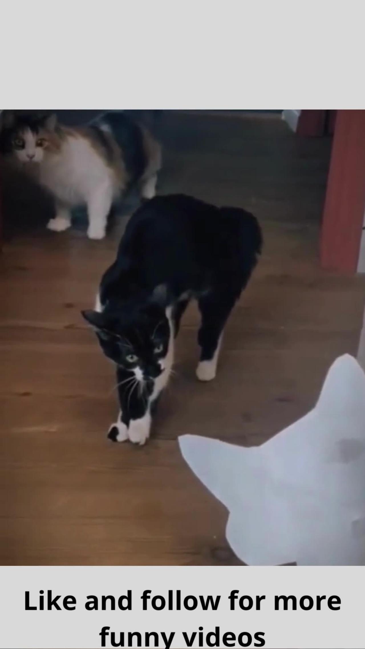 Funny scared cats