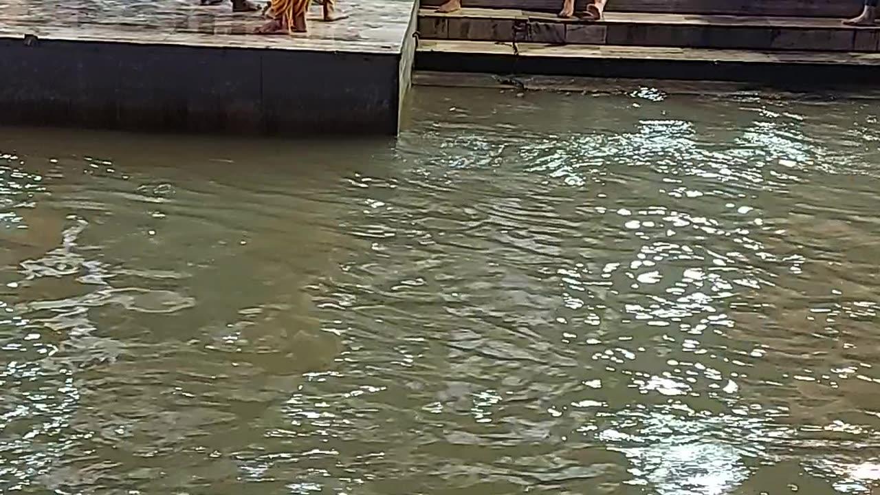 Ganga River Aarti I Rishikesh, India 🇮🇳