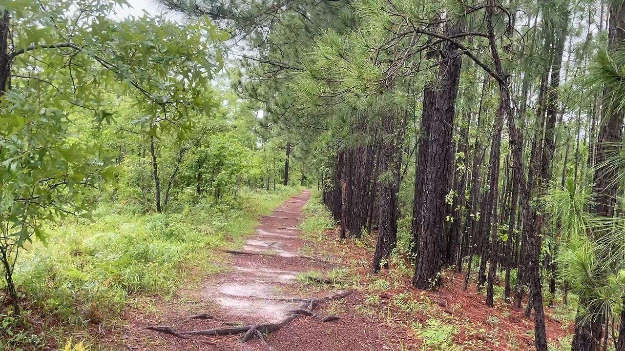 Smith Creek Park, Wilmington North Carolina - Alternate Wooded Trails 01