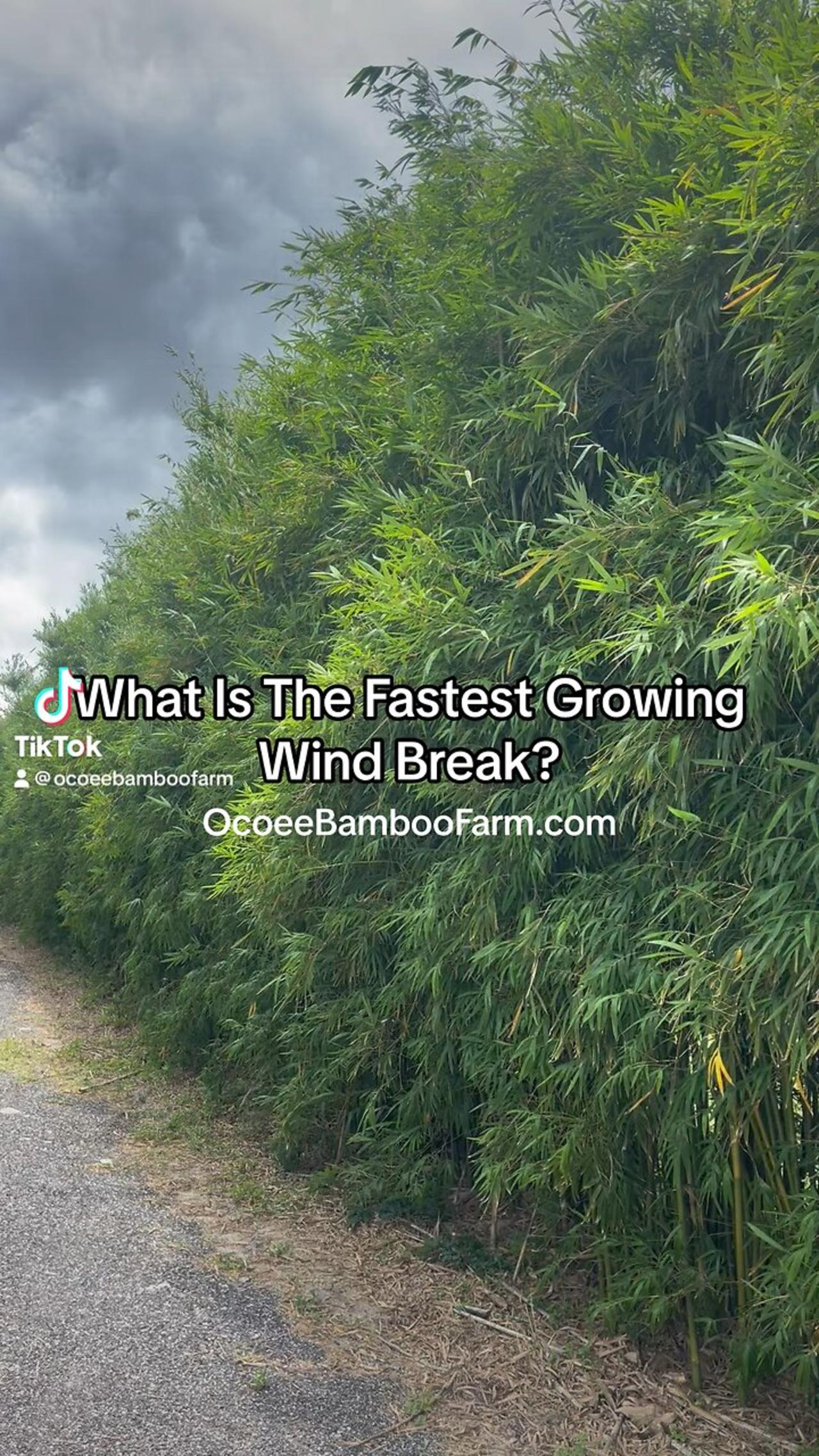 What Plant Makes The Fastest Wind Break? Learn More Ocoee Bamboo Farm 407-777-4807