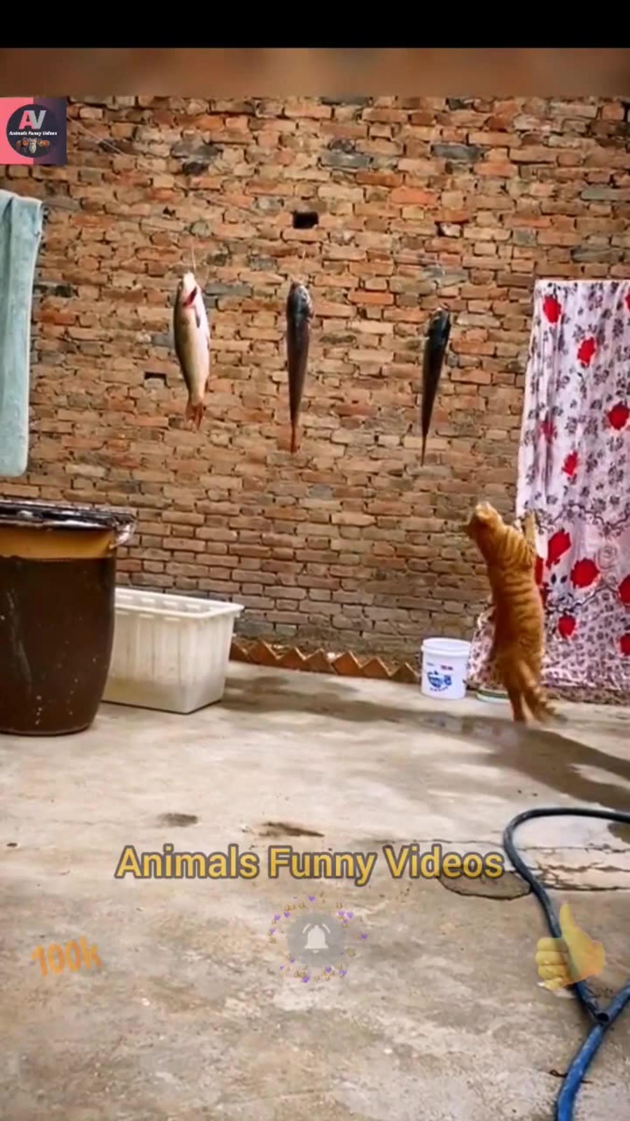 Cat funny Comedy video