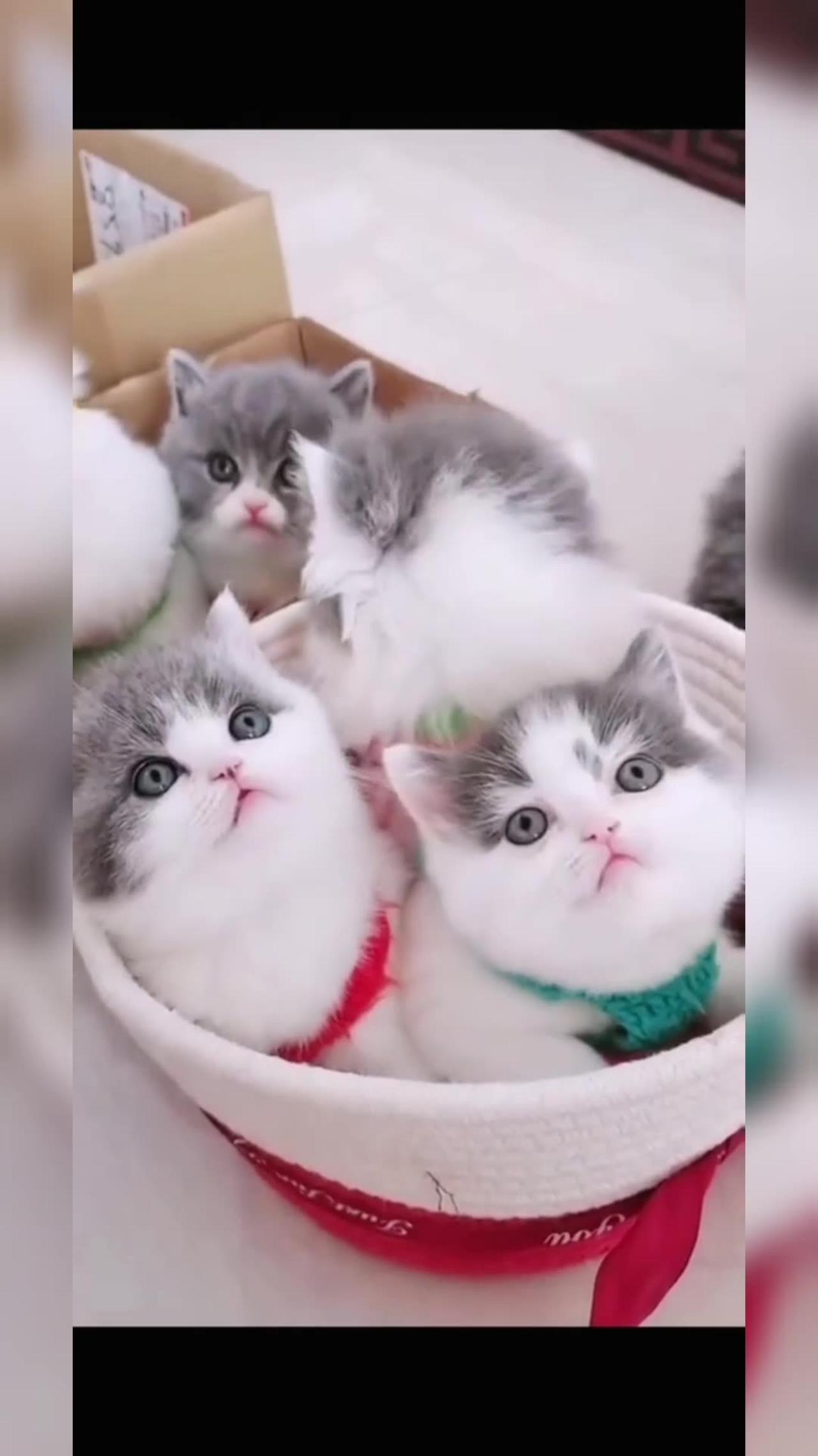 The five little cat's video for you