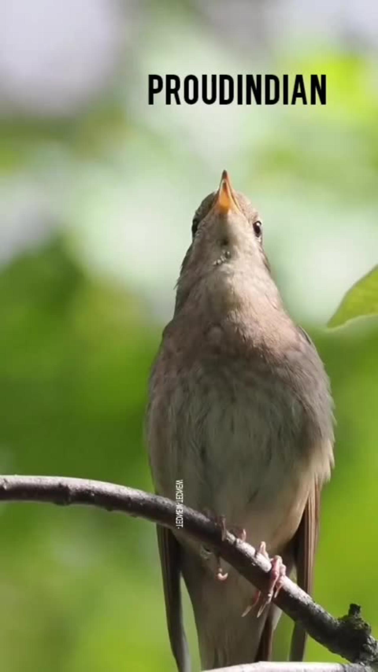Beautiful bird voice