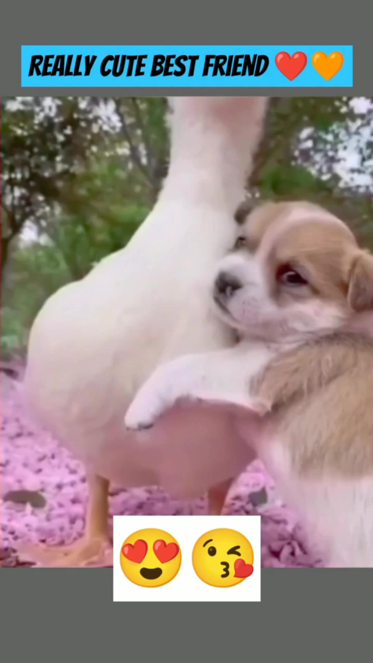 Cute little dog playing with doll 11 (tiktok One News Page VIDEO