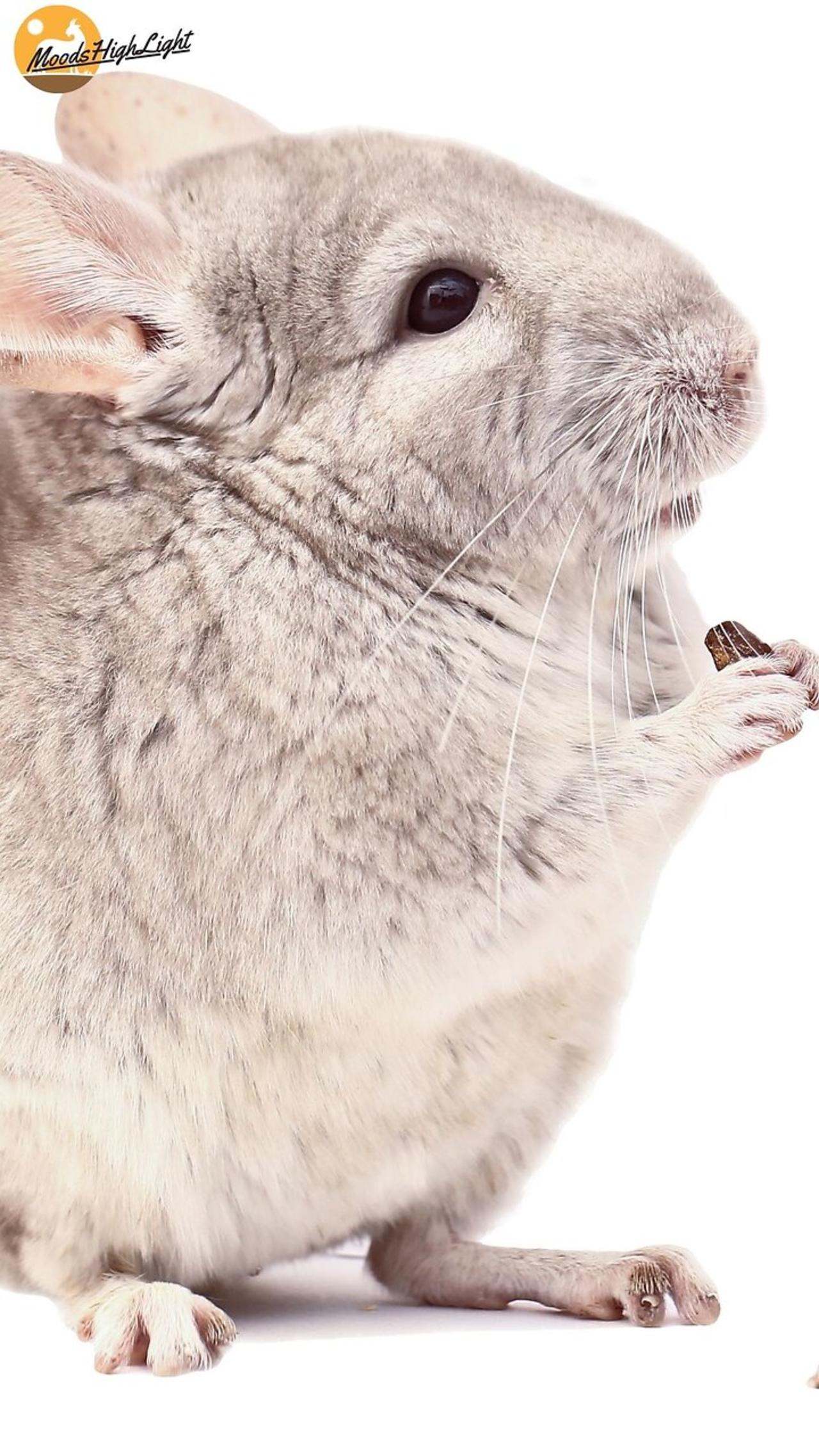 hewan yang mirip kelinci